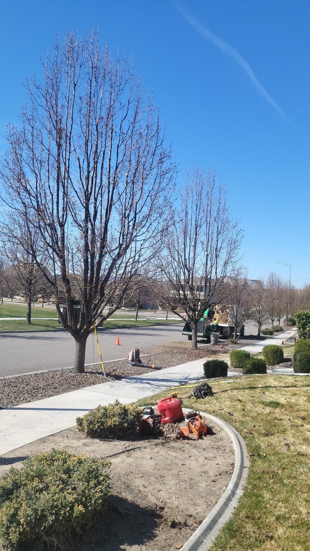 A man is cutting a tree in a park on a sunny day.