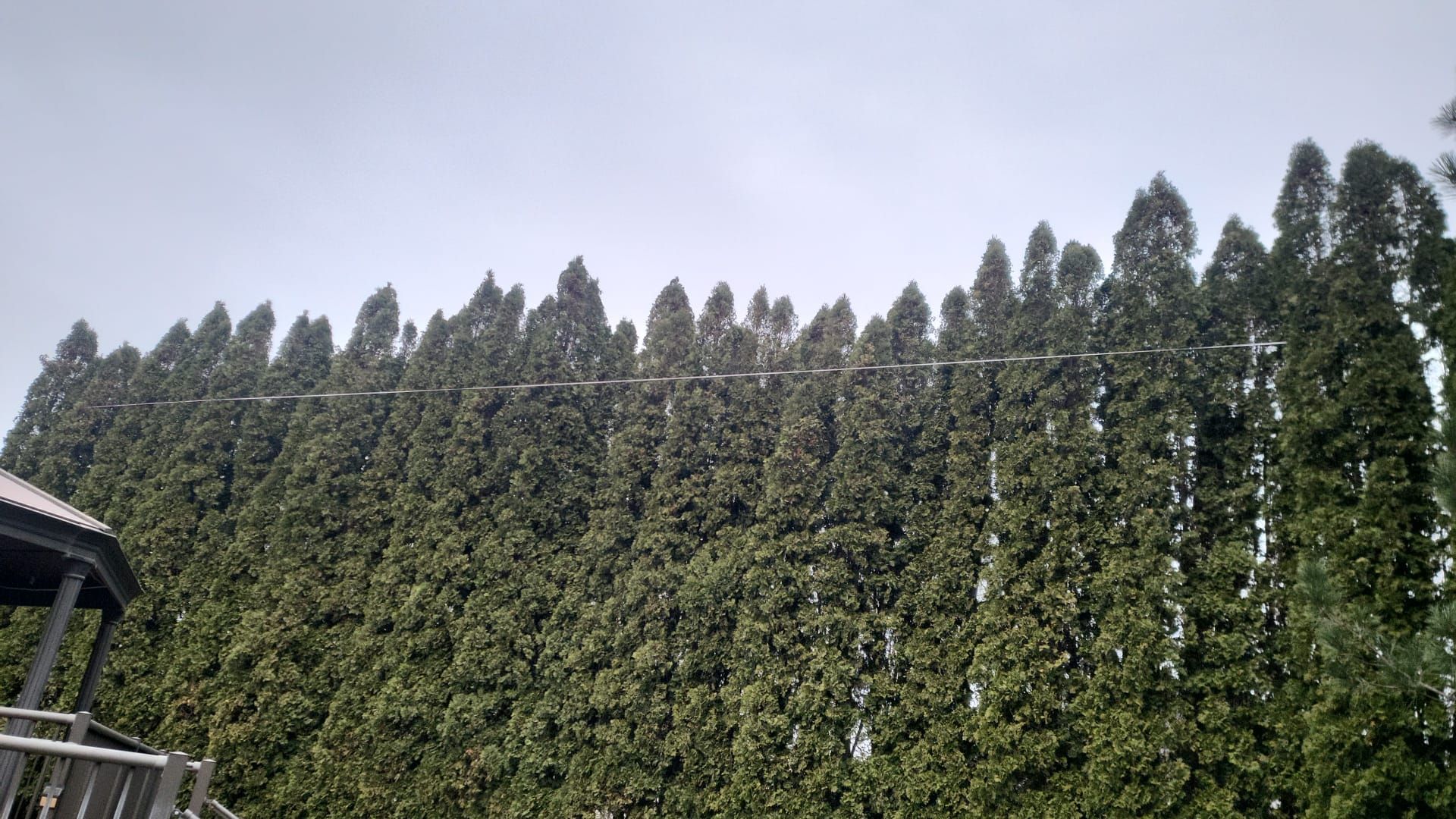 A row of trees with a fence in the background.