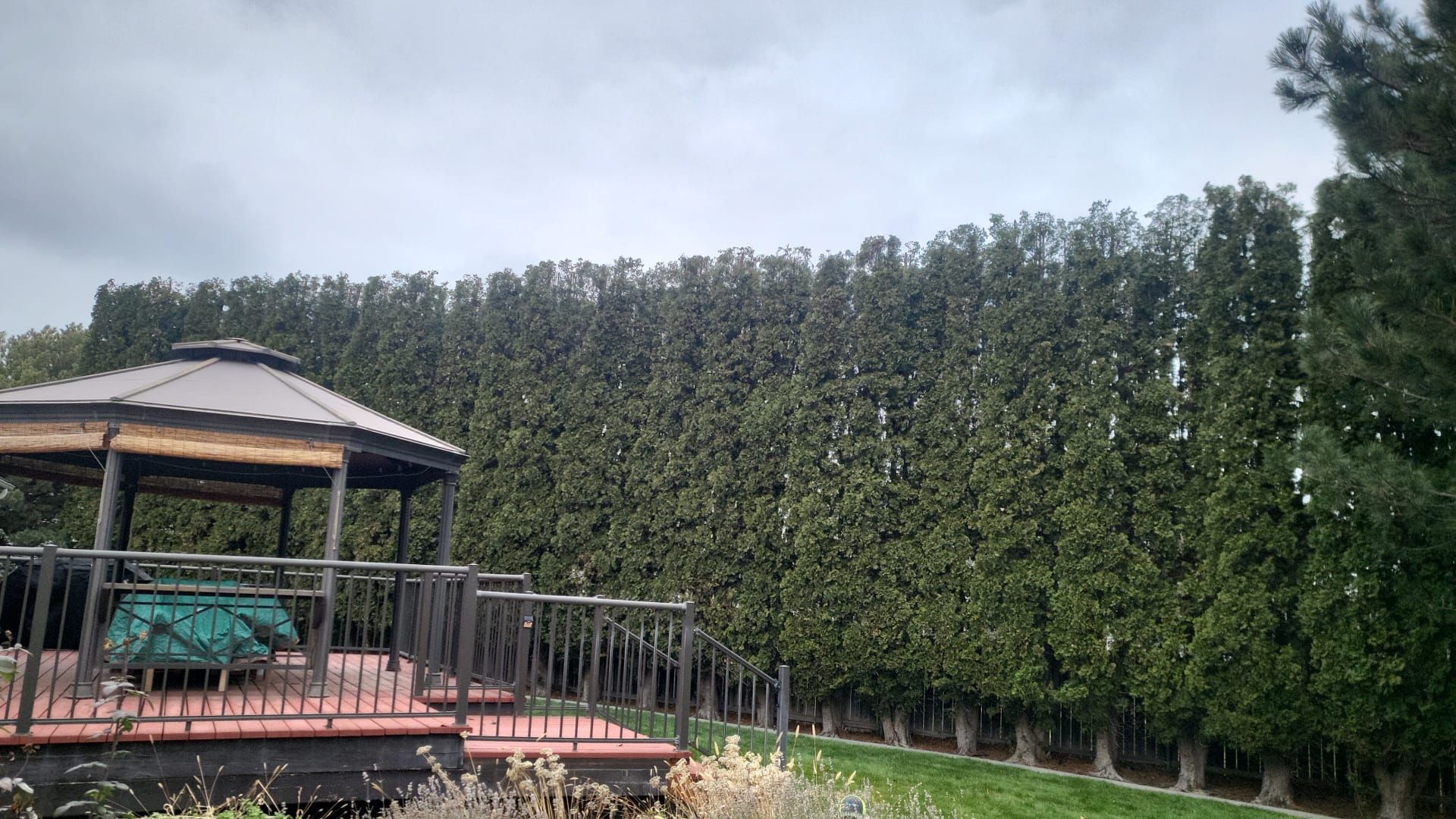 There is a gazebo in the middle of a forest.