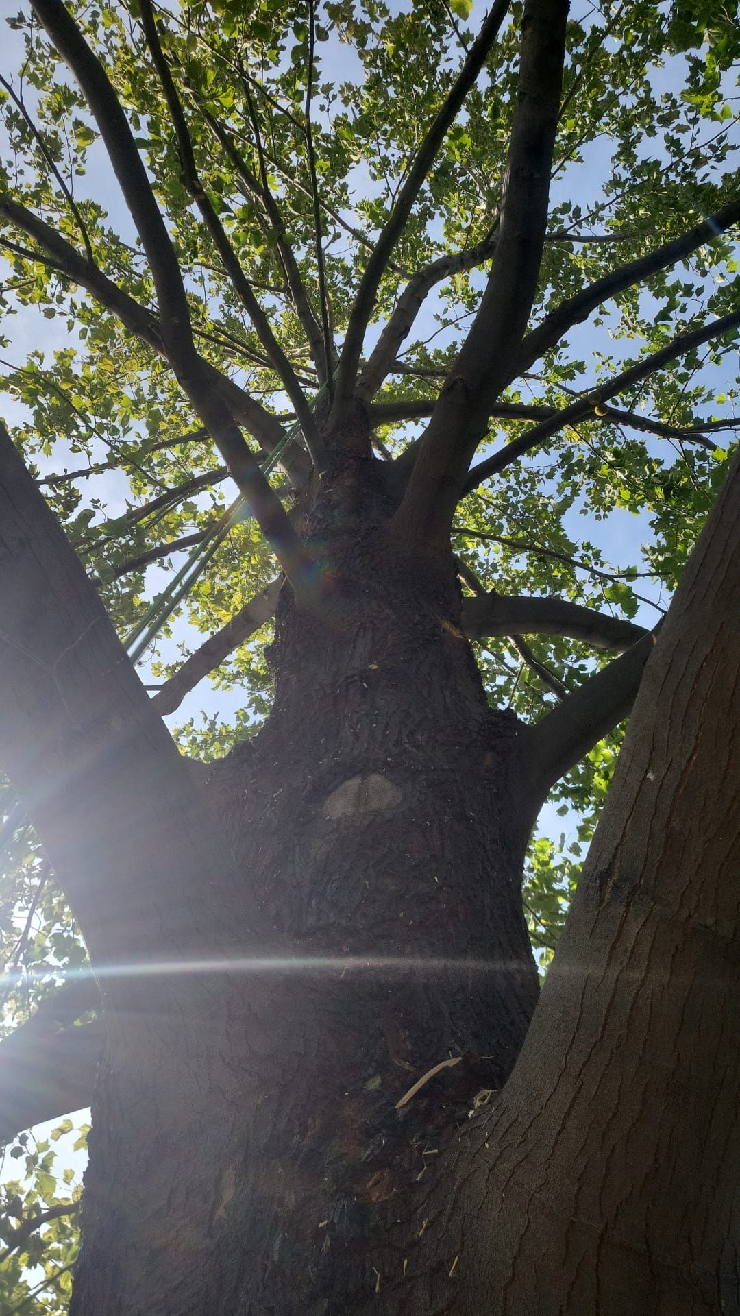 There is a gazebo in the middle of a forest.
