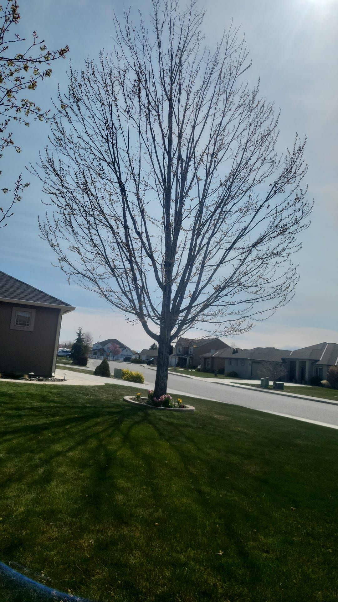 A tree without leaves is in the middle of a lush green yard.