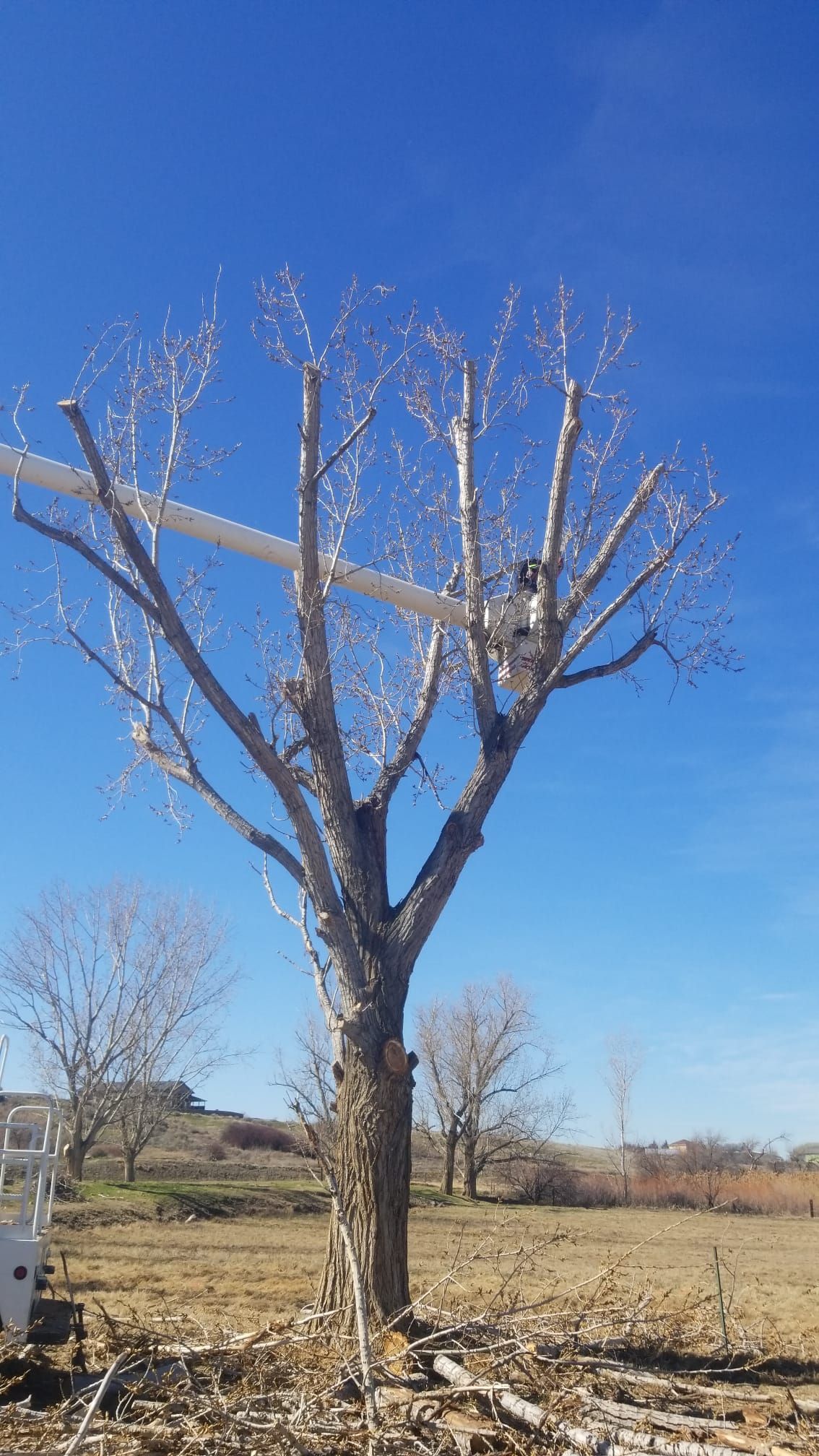 A tree in a field with a blue sky in the background.