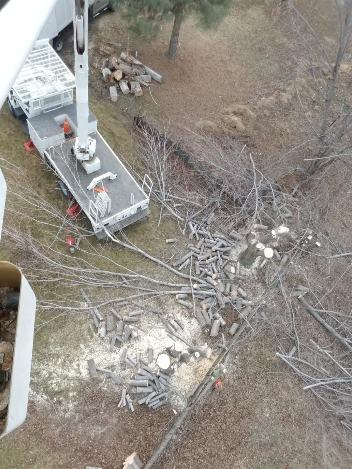 An aerial view of a tree being cut down by a crane.