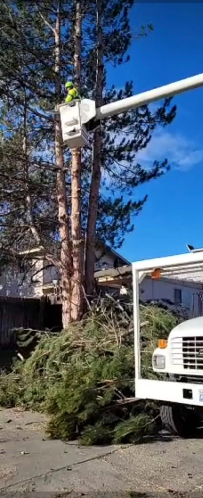 A man in a bucket is cutting a tree with a crane.