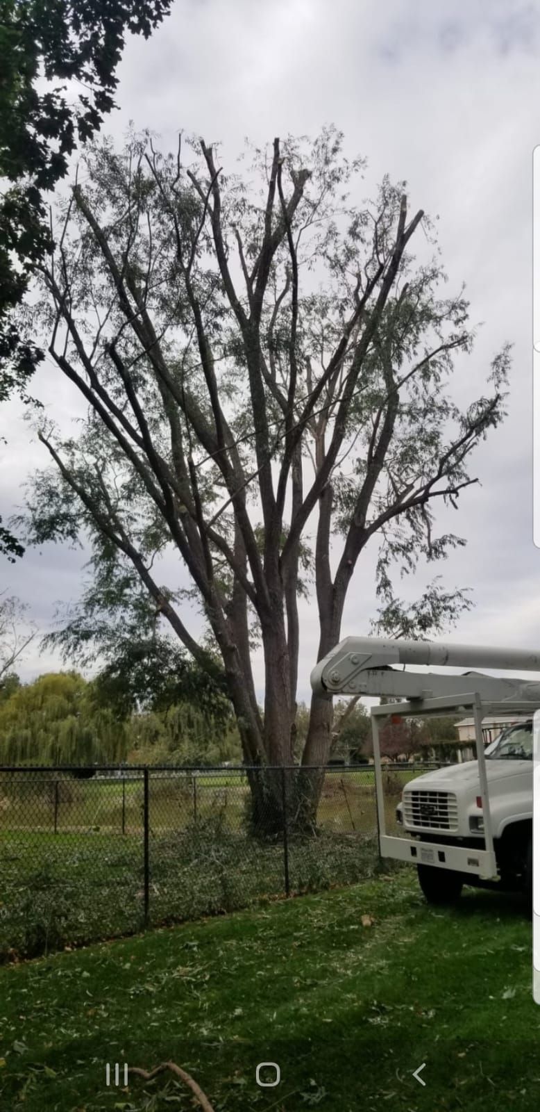 A white truck is parked in front of a large tree.