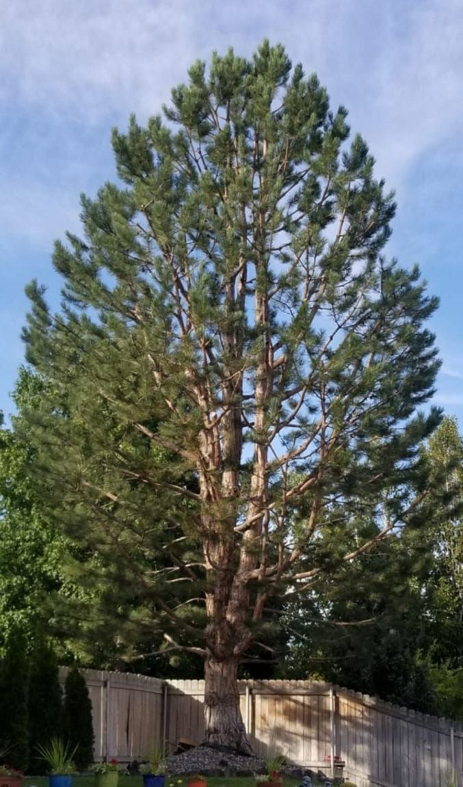 A large pine tree is standing in front of a wooden fence.