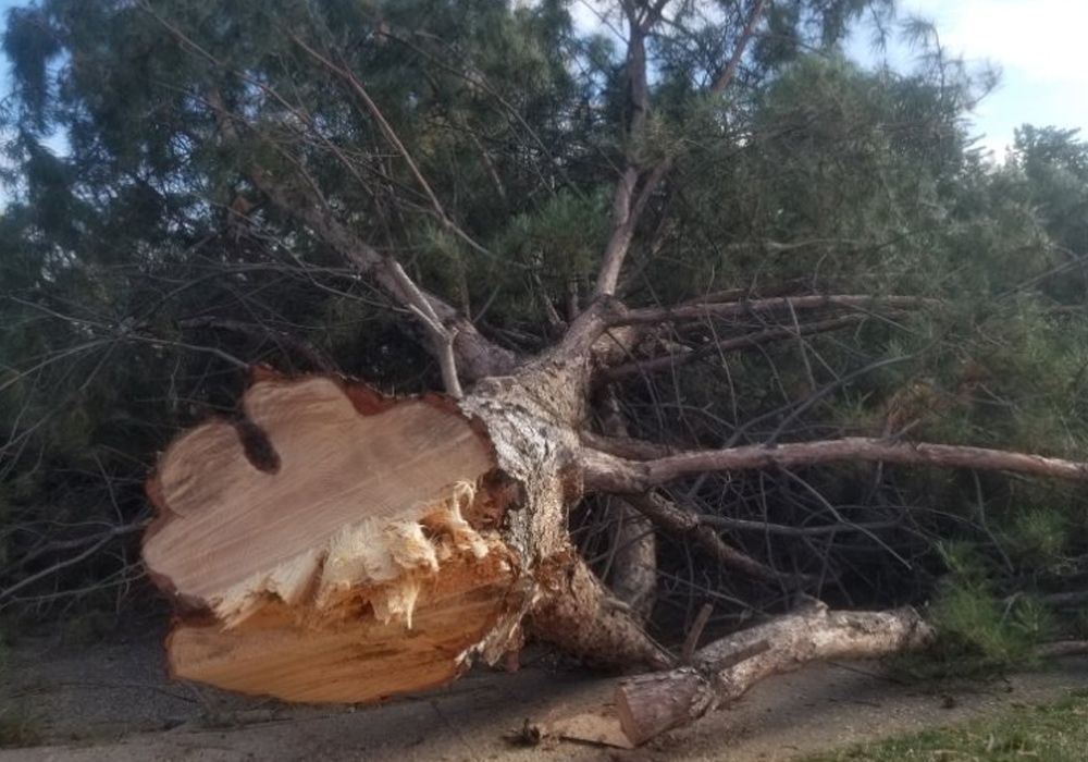 A large tree that has fallen down in the middle of a forest.