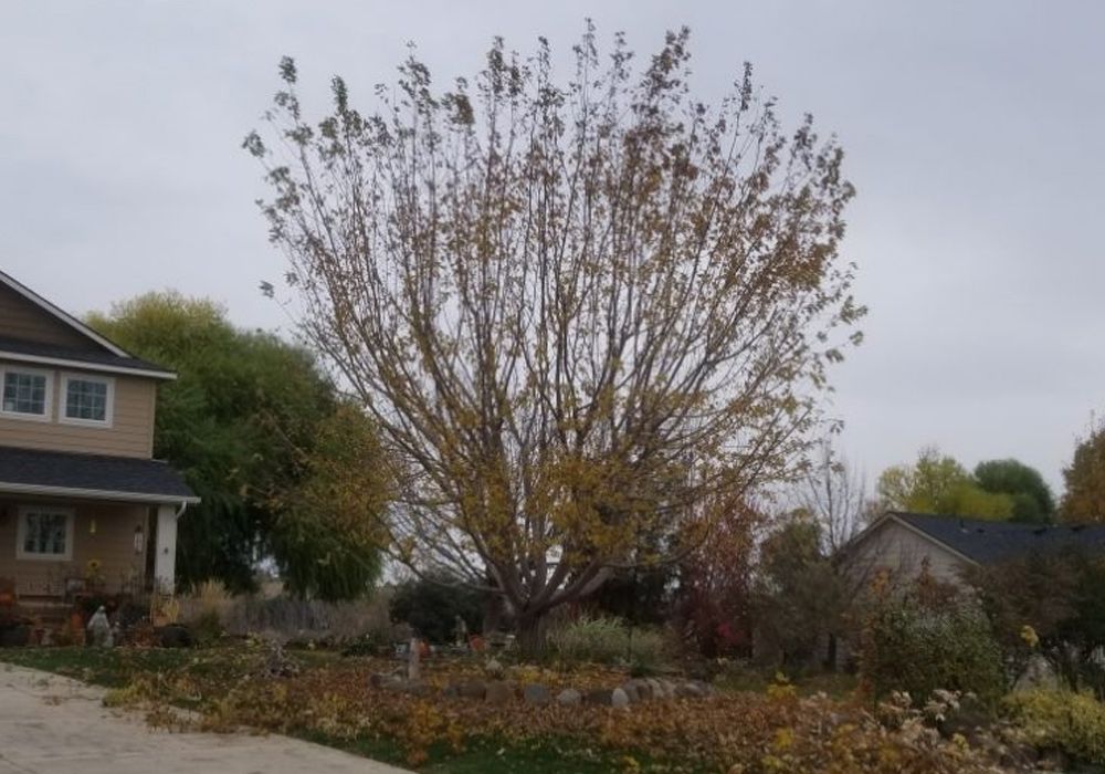 A house with a large tree in front of it