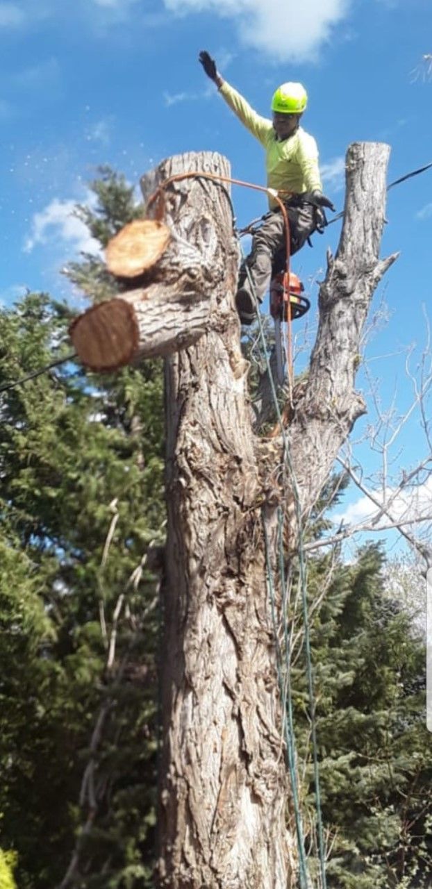A man is climbing a tree with a chainsaw.