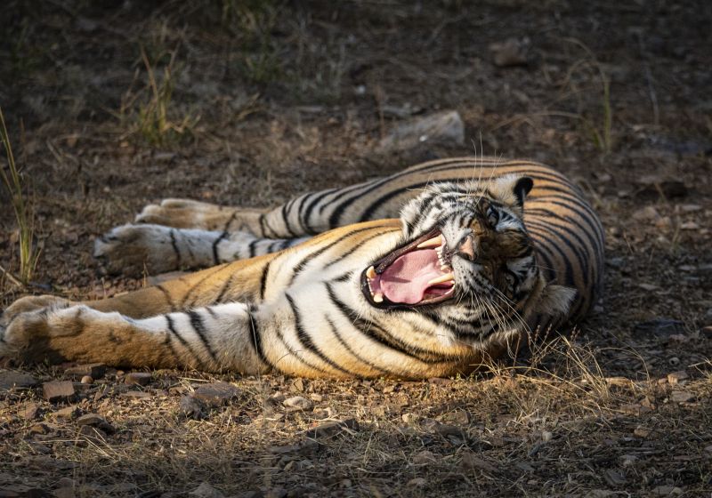 India's Ultimate Big Cat & Cultural Tapestry