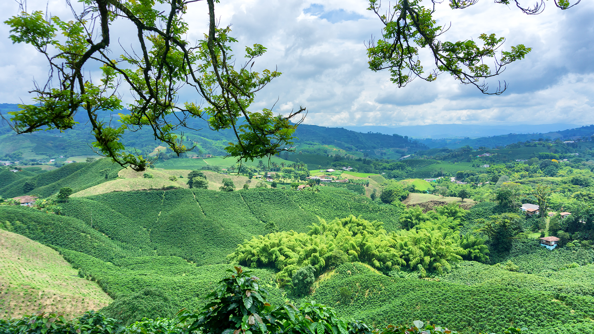 Colombia (Medellín & the Coffee Region)