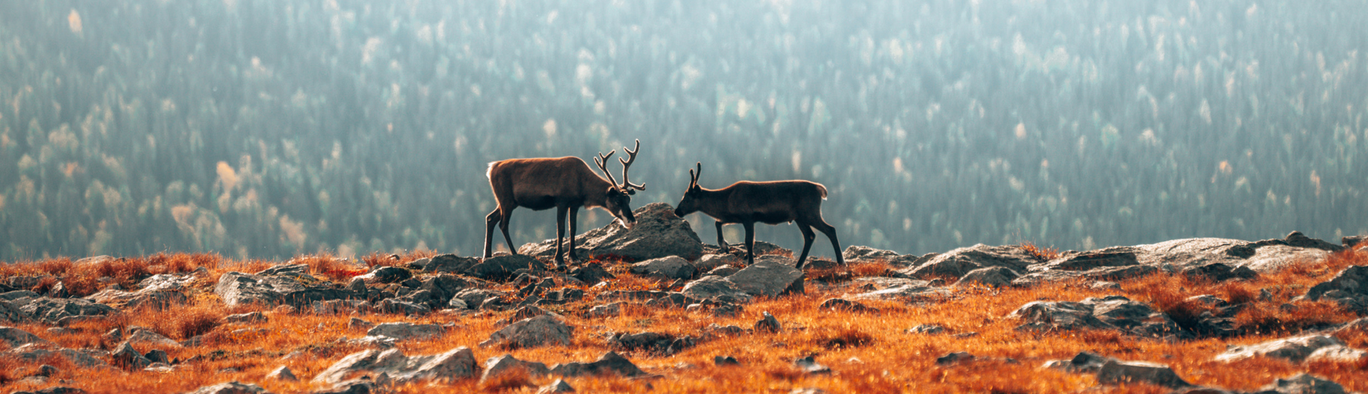 Swedish Lapland, Sweden