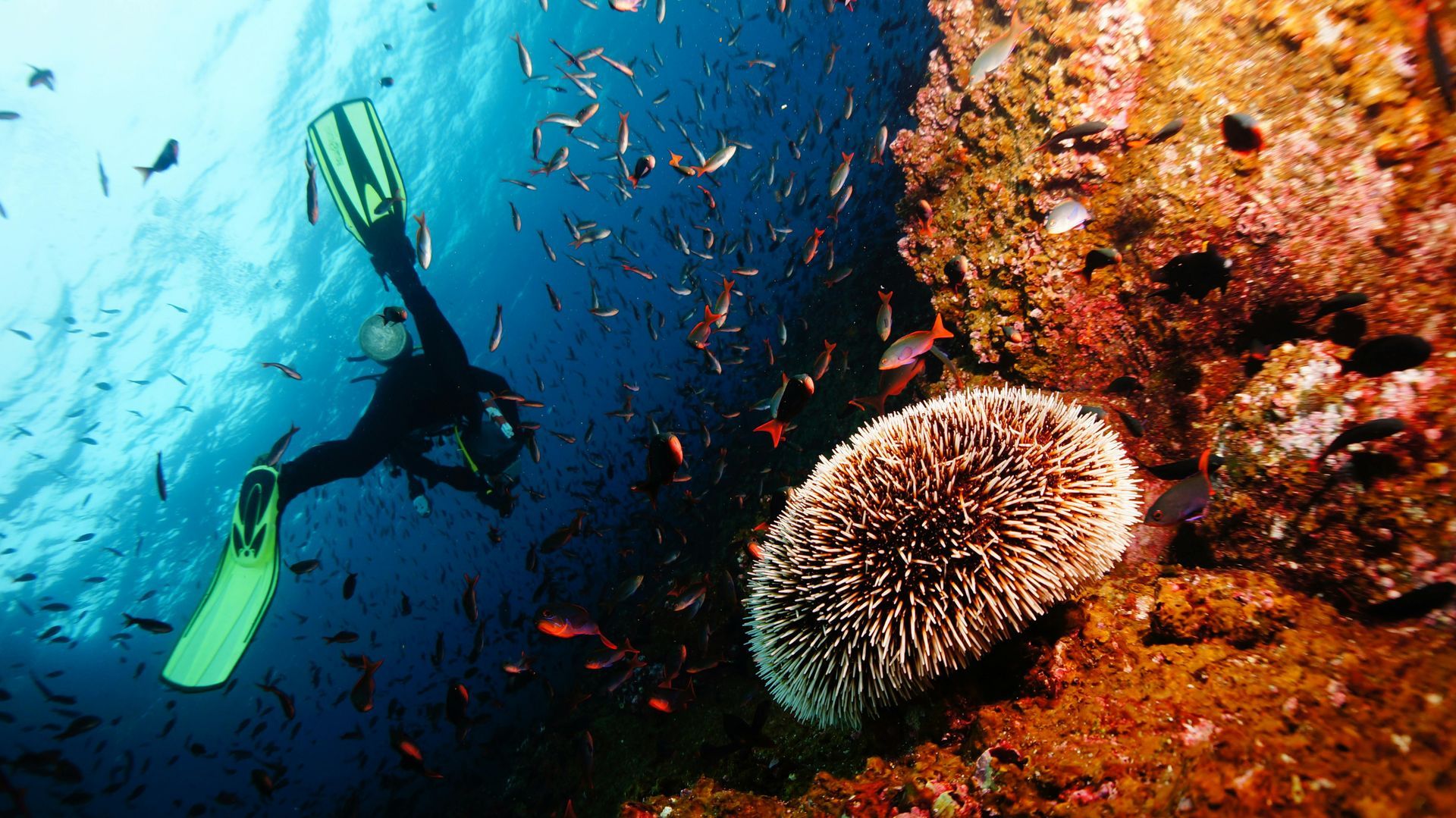 Galápagos Islands Scuba Diving