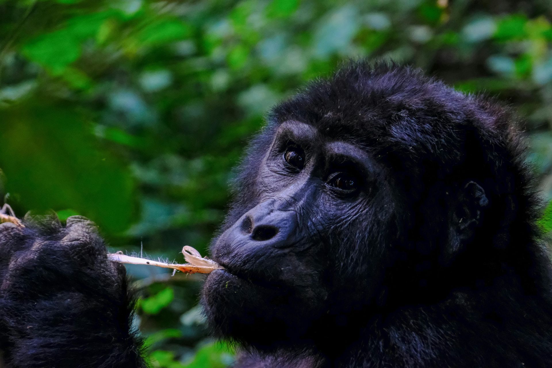 Bwindi Impenetrable Forest / Volcanoes NP – Gorilla Trekking (Uganda / Rwanda)