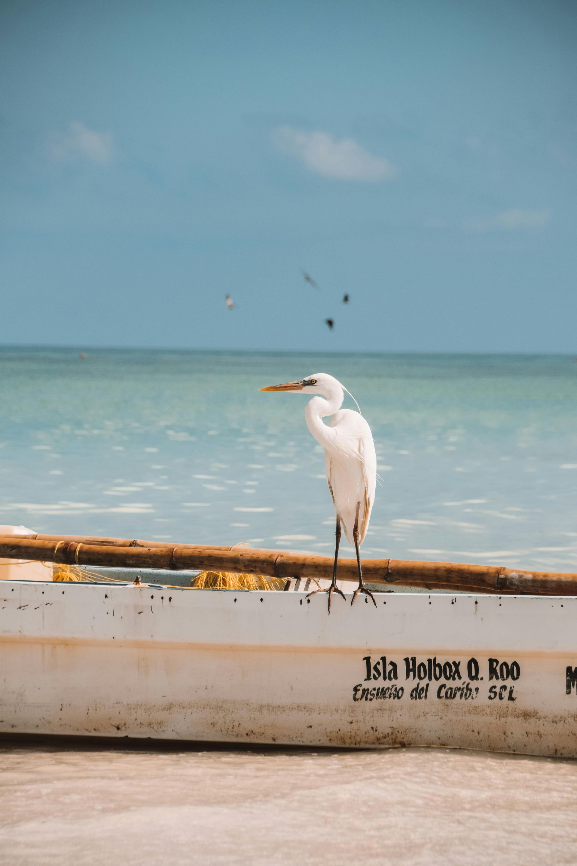 Holidays to Mexico - A white bird is perched on the side of a boat near the ocean. Isla Hotbox