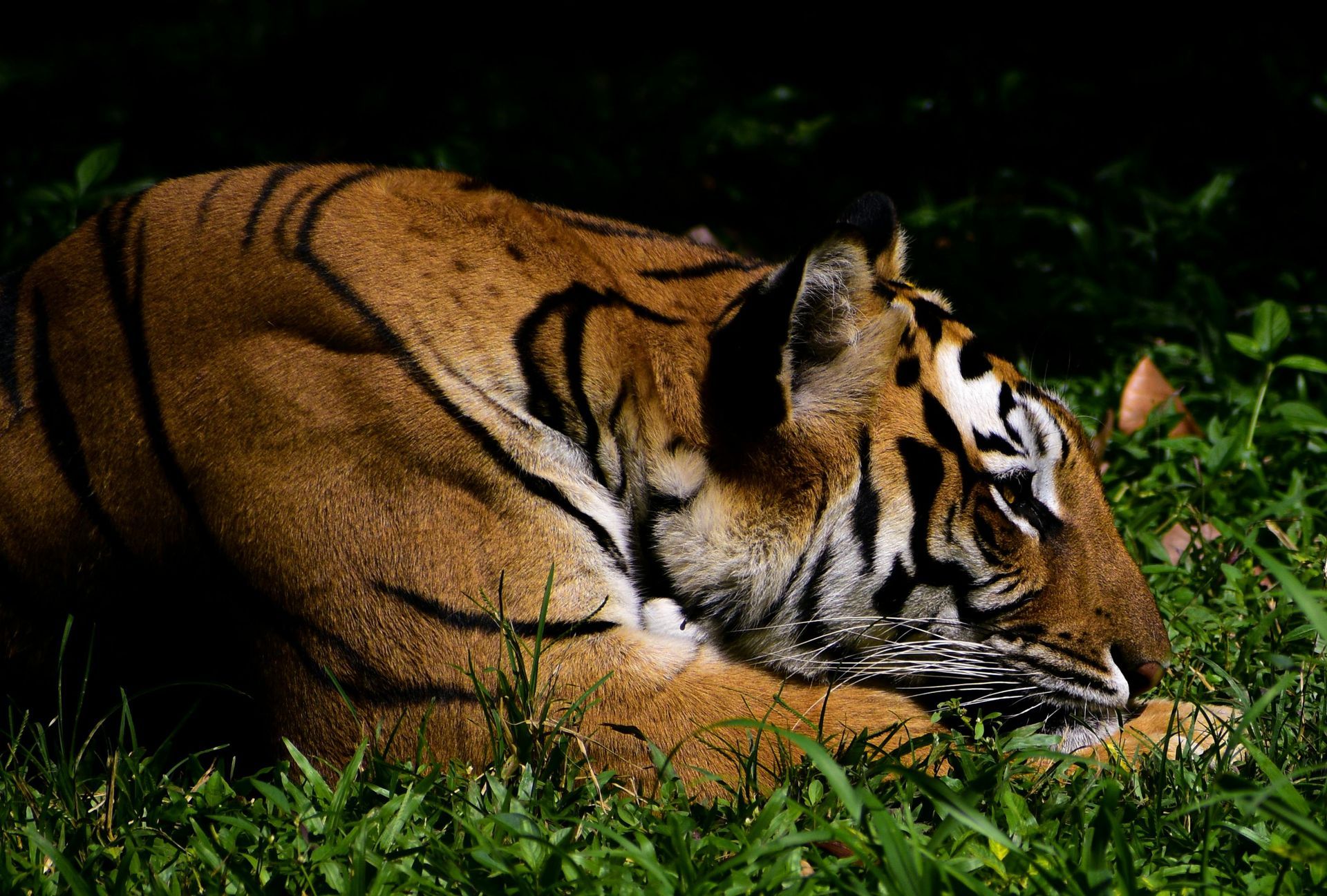 India – In Search of the Tiger