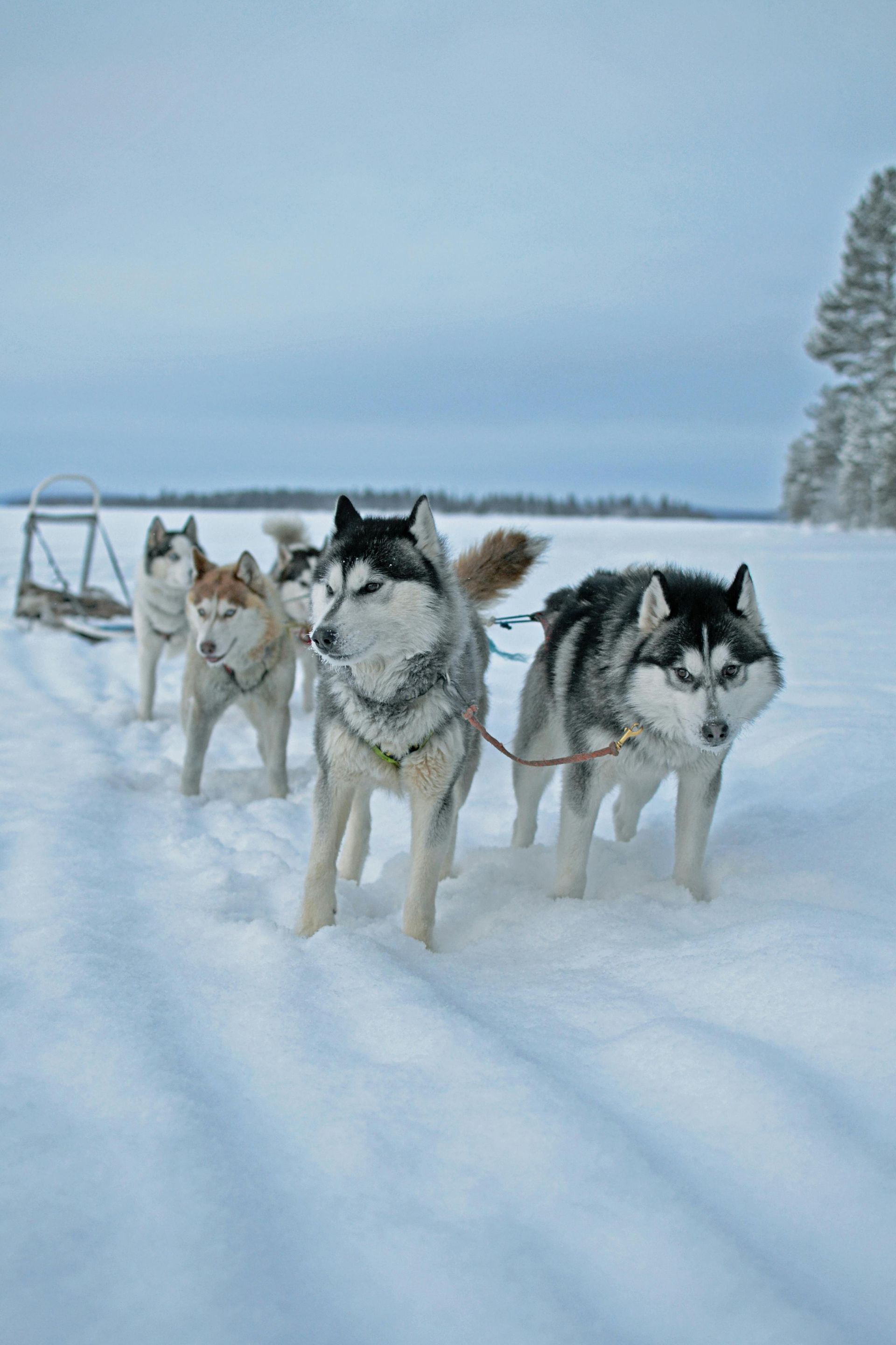 Lapland – A Snowy Fairytale for Winter Honeymoons