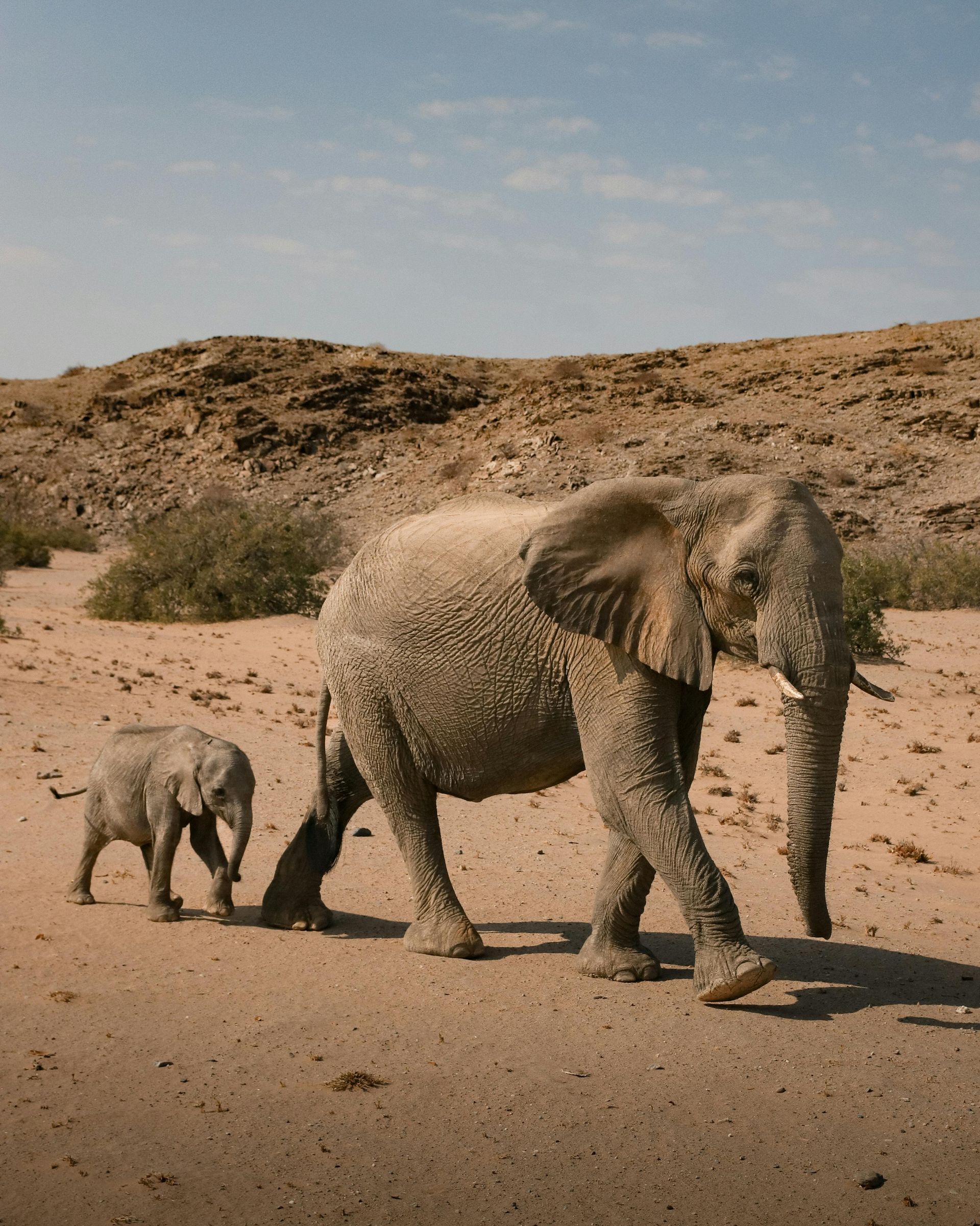 Namibia – Desert Meets Safari