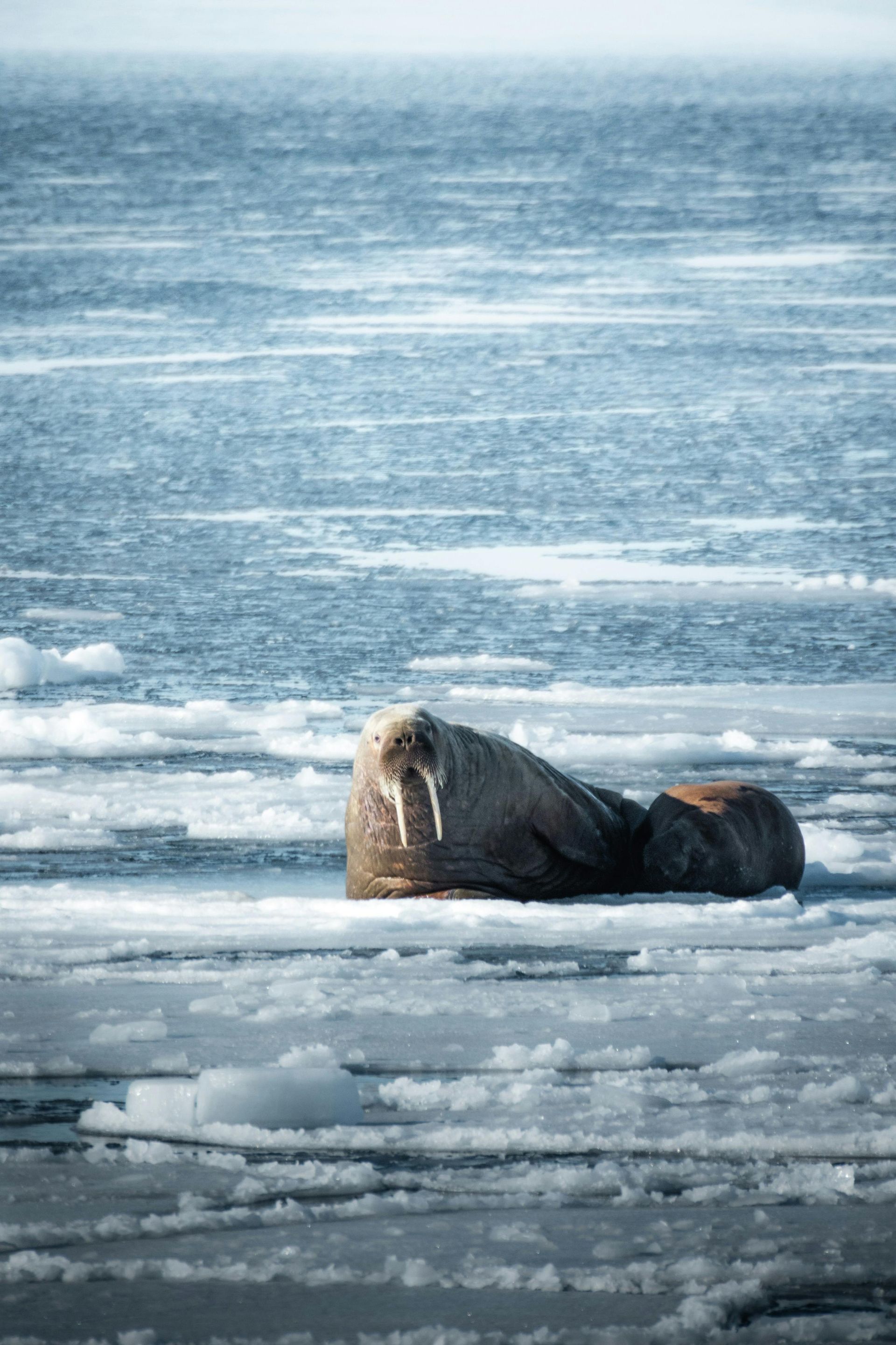 Svalbard with Jamie Wake Travel on an arctic cruise