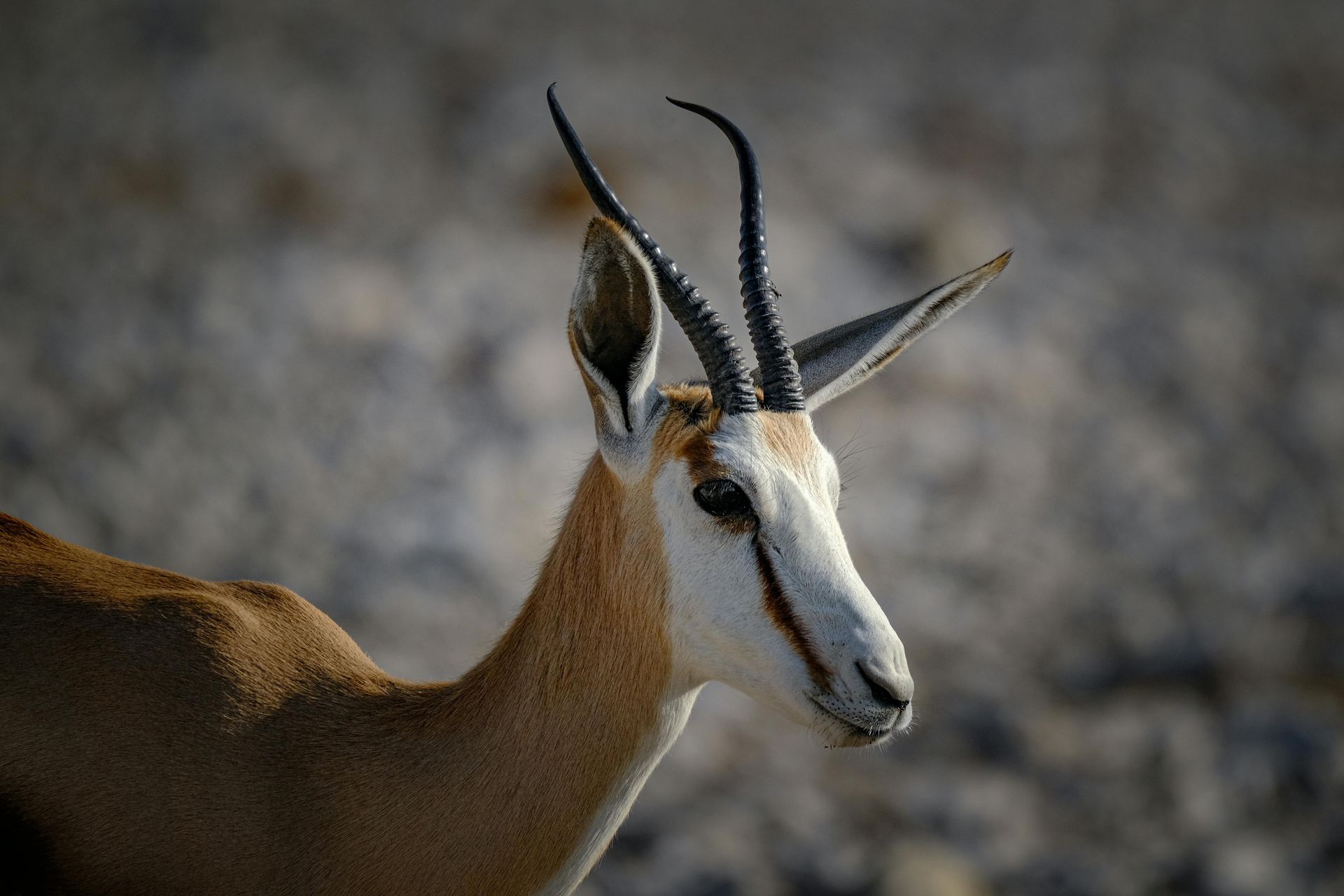 Sabi Sands / Kruger Region – Classic Private Game Reserves (South Africa)