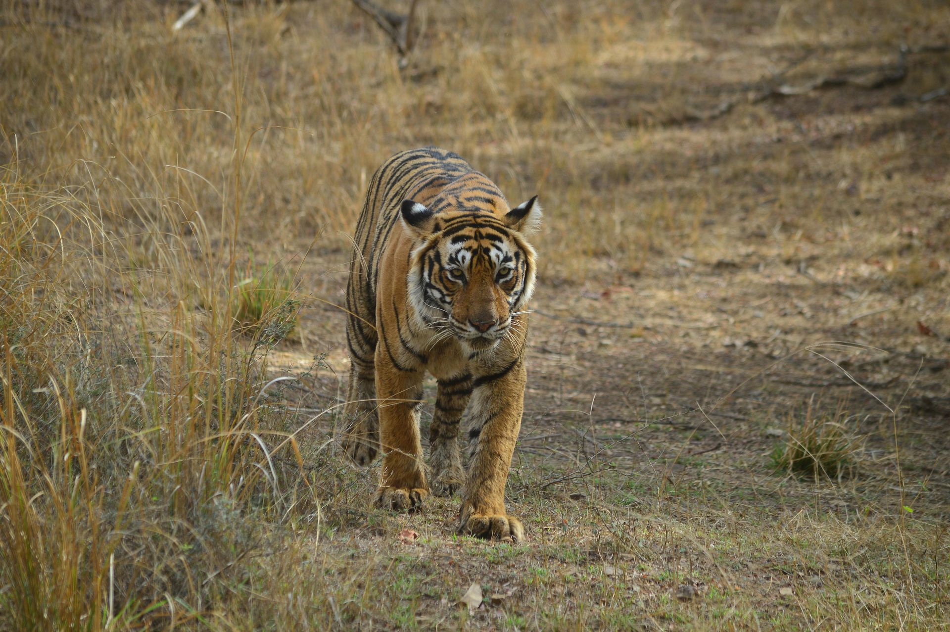 India – Tigers of Ranthambore