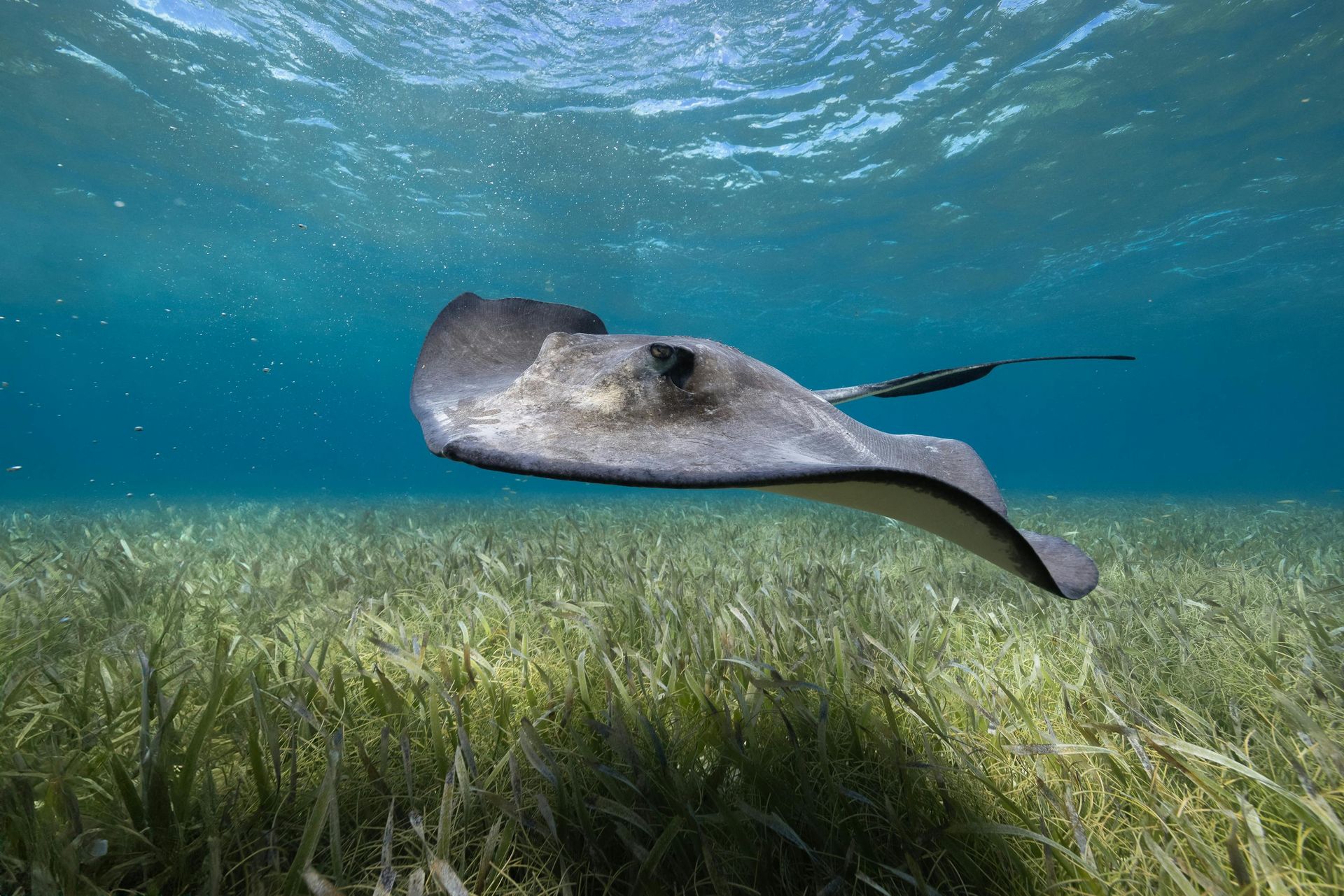 Belize Barrier Reef, Caribbean — Coral and Culture