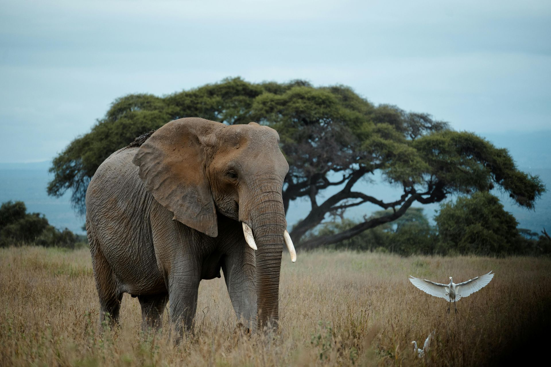 Safari in South Africa