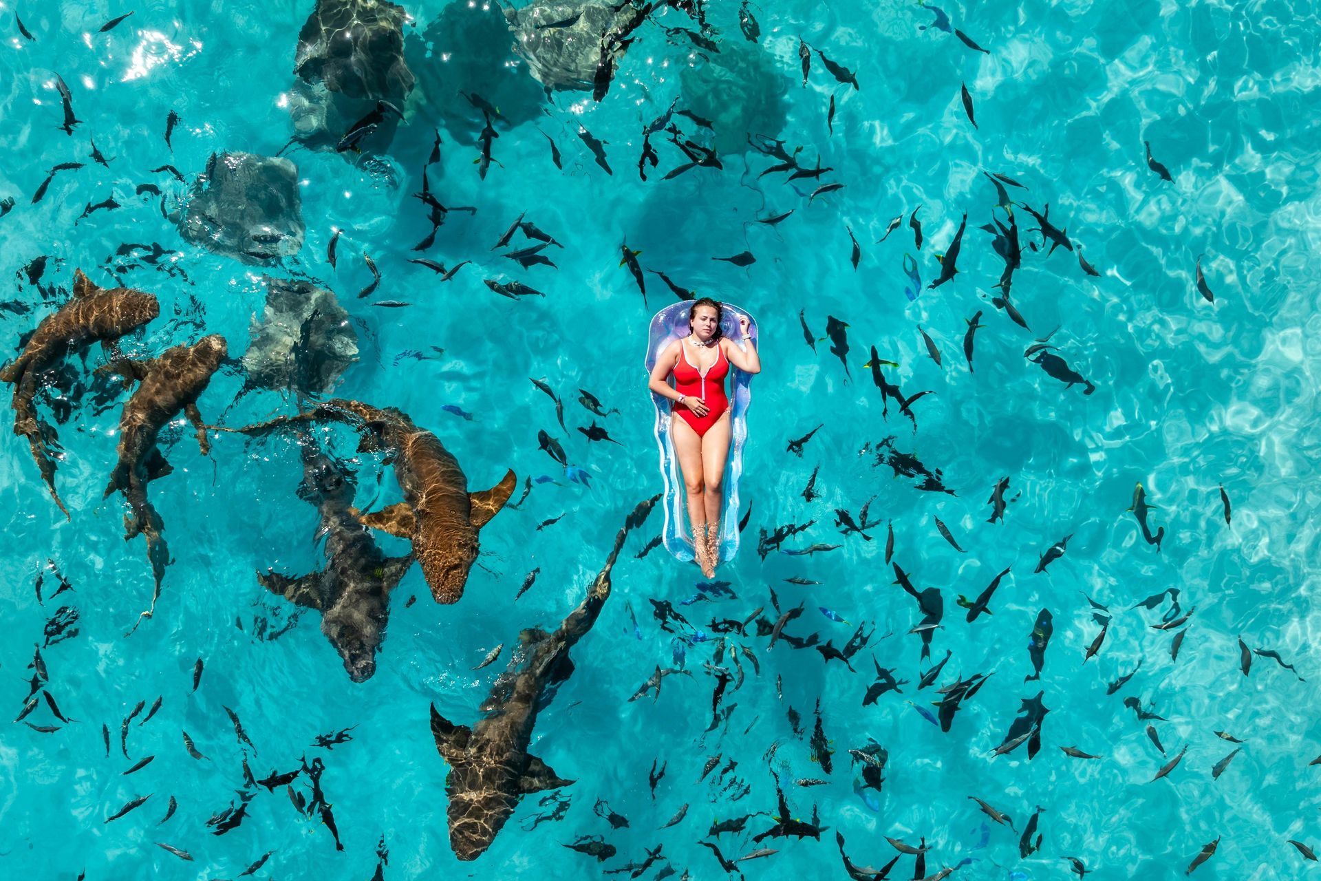 The Maldives – Swim with Whale Sharks in Paradise