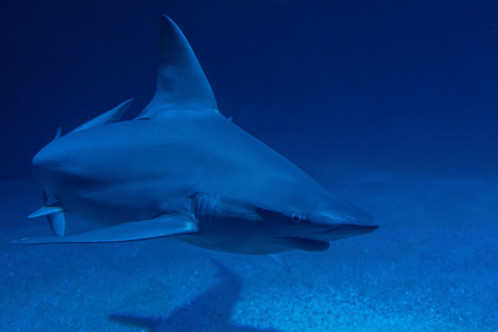 Cocos Island, Costa Rica — Hammerhead Heaven