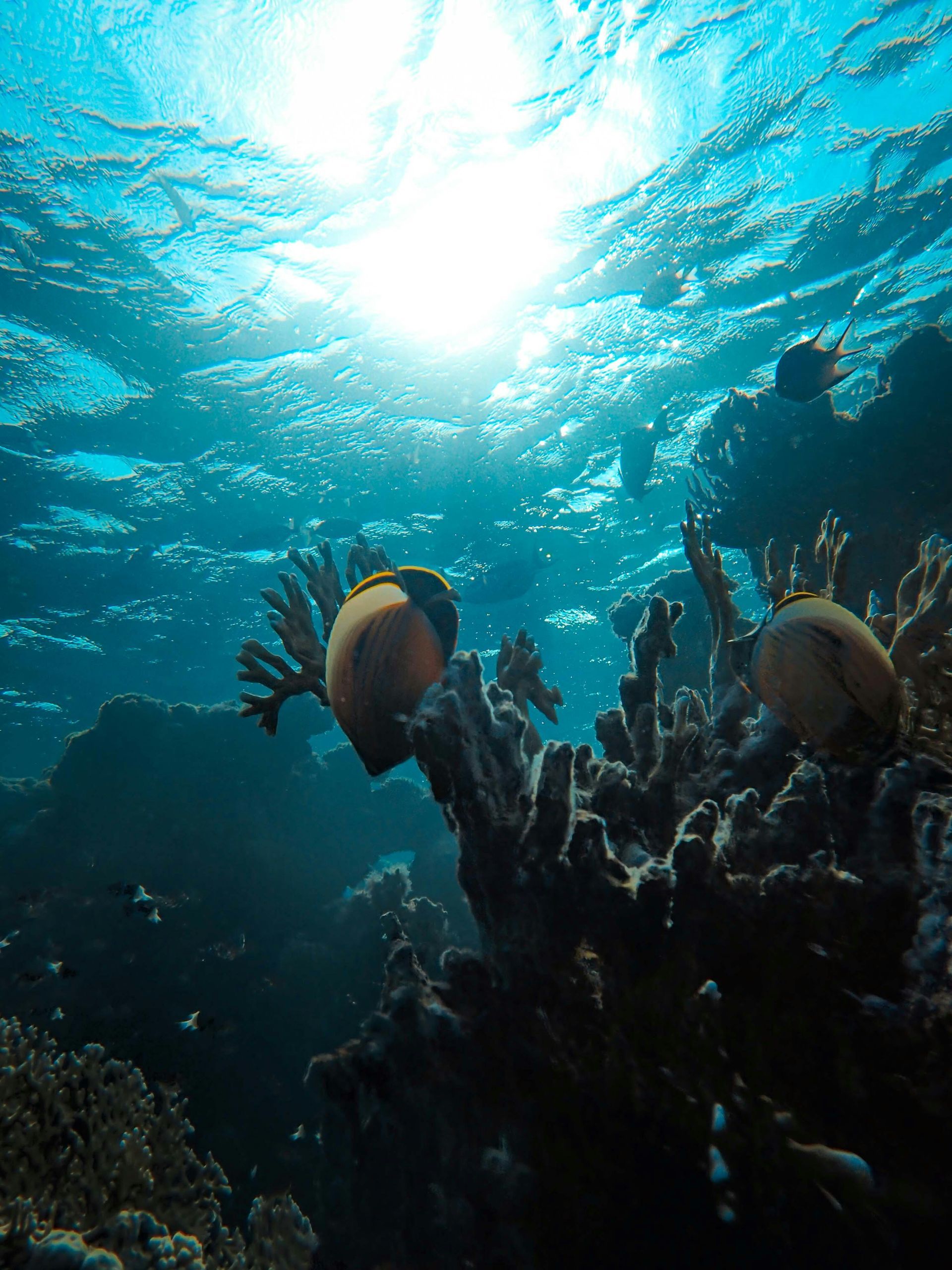 Belize barrier reef snorkelling