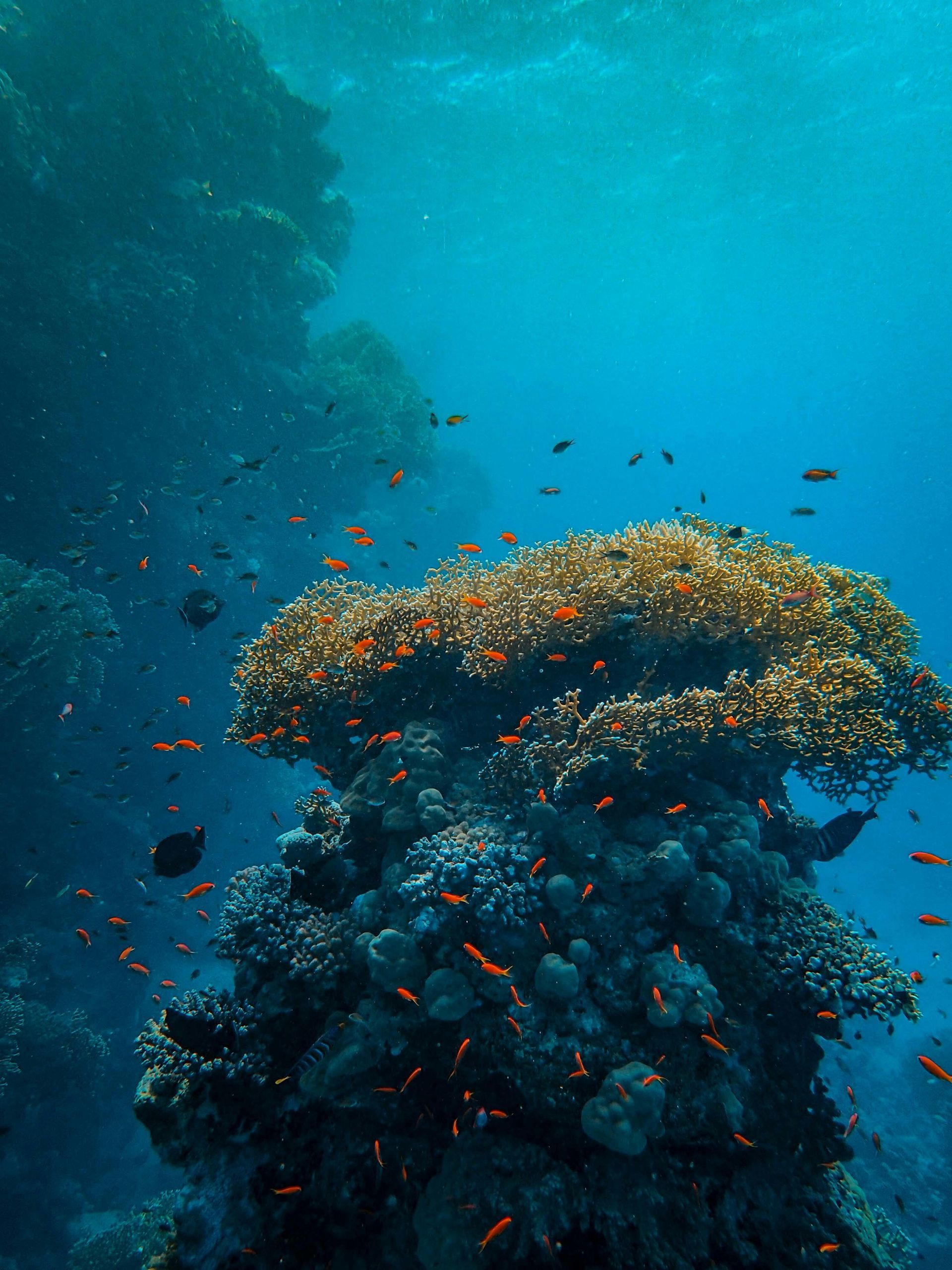 Scuba Diving at the Great Barrier Reef with Jamie Wake Travel
