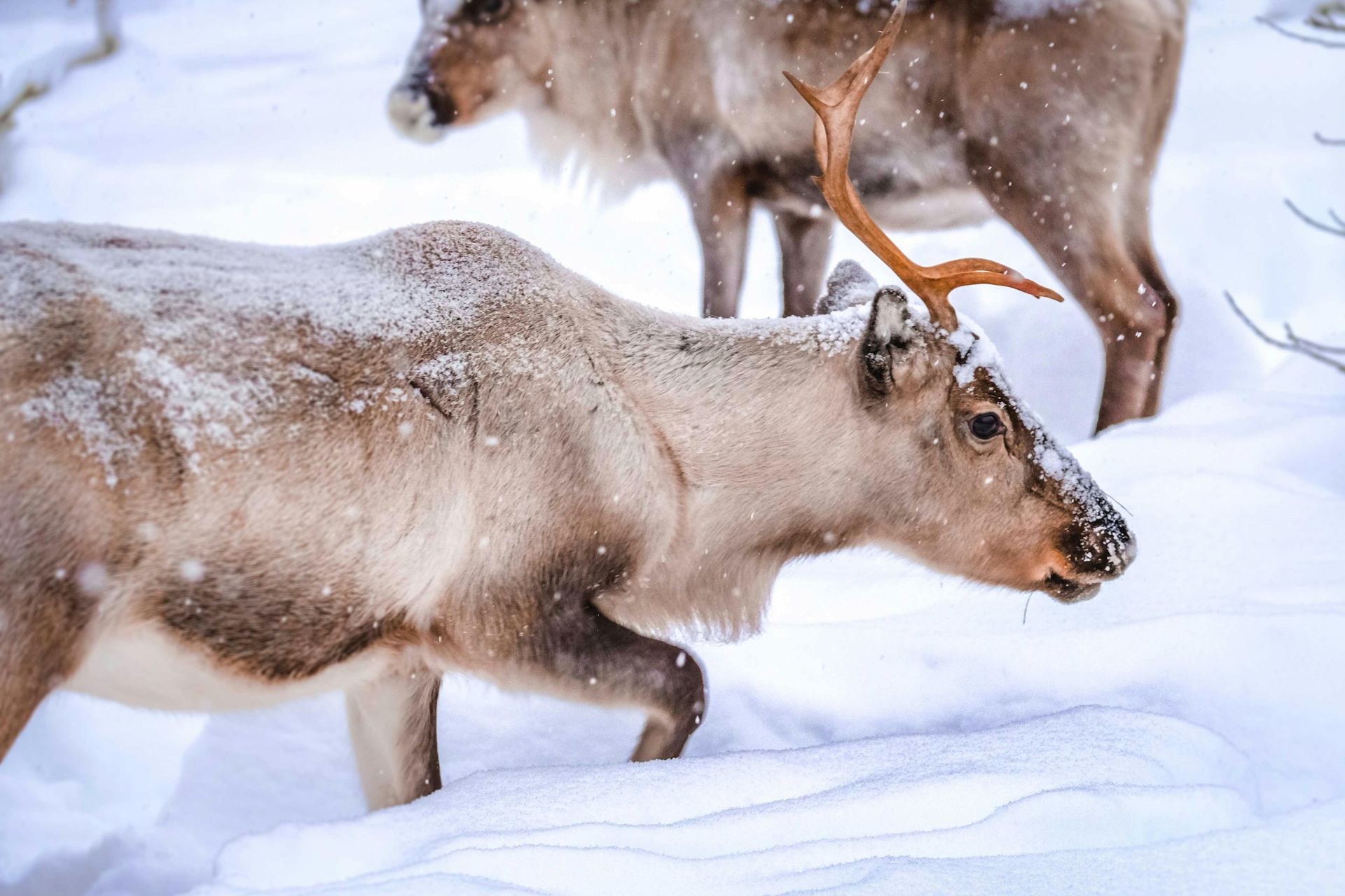 Rovaniemi, Finland - Lapland's Winter Wonderland