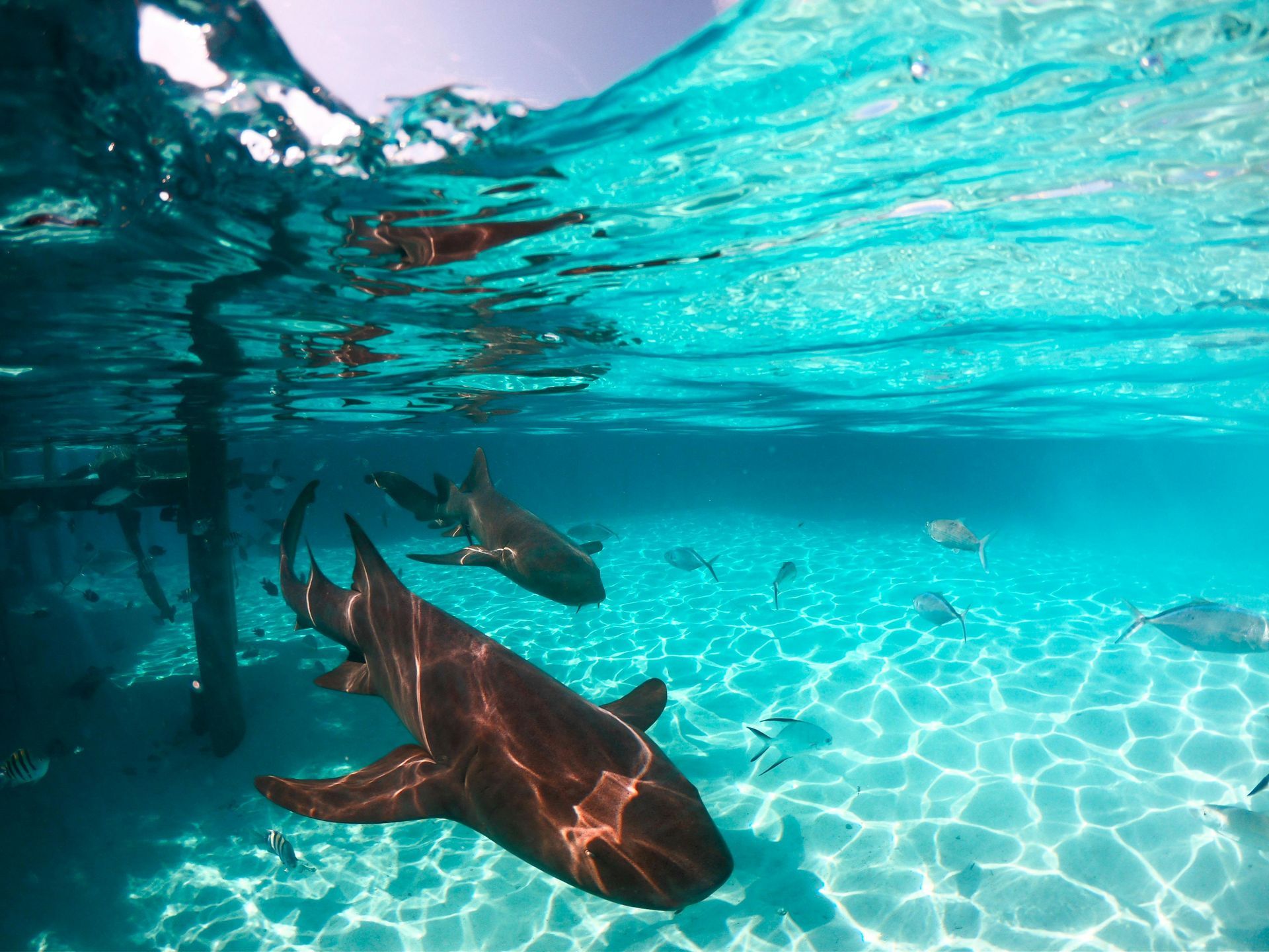 The Bahamas – Crystal Waters and Friendly Nurse Sharks