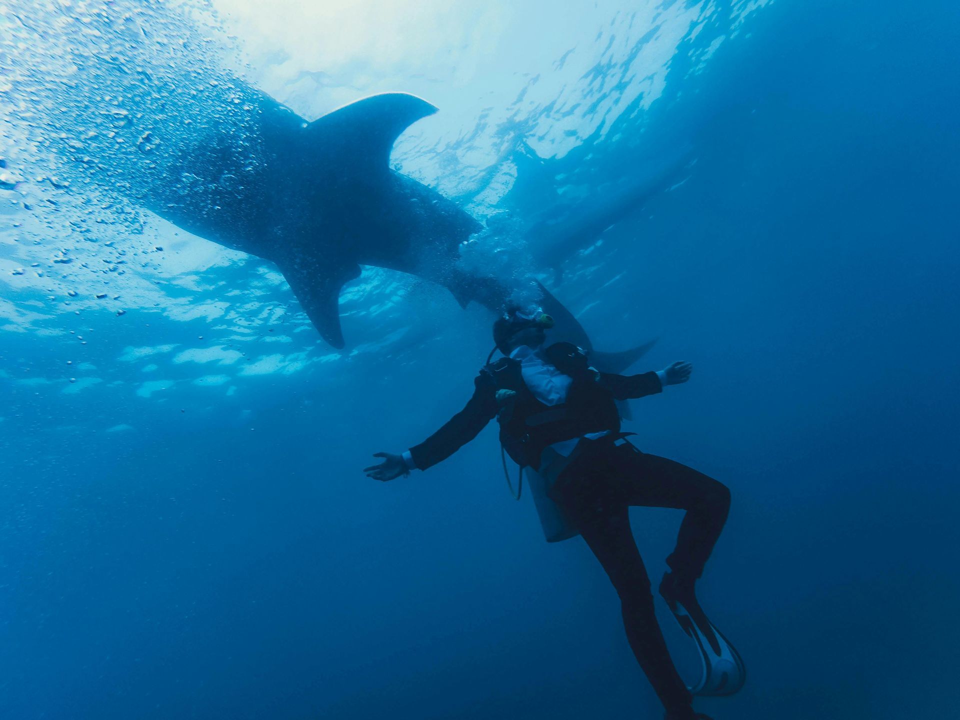 Mexico – Whale Sharks and Adrenaline Dives