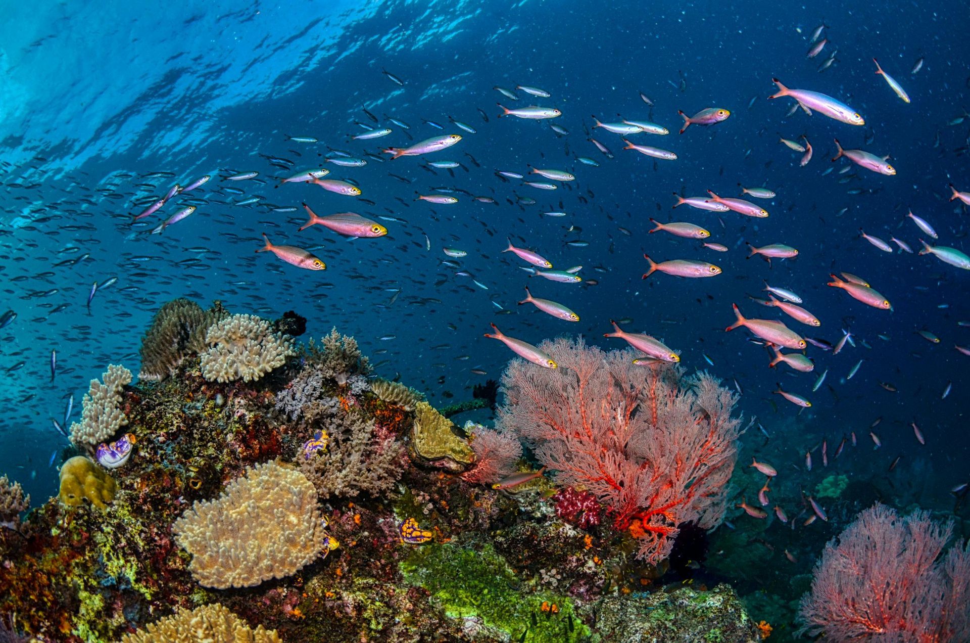 Raja Ampat, Indonesia — The Crown Jewel of the Coral Triangle