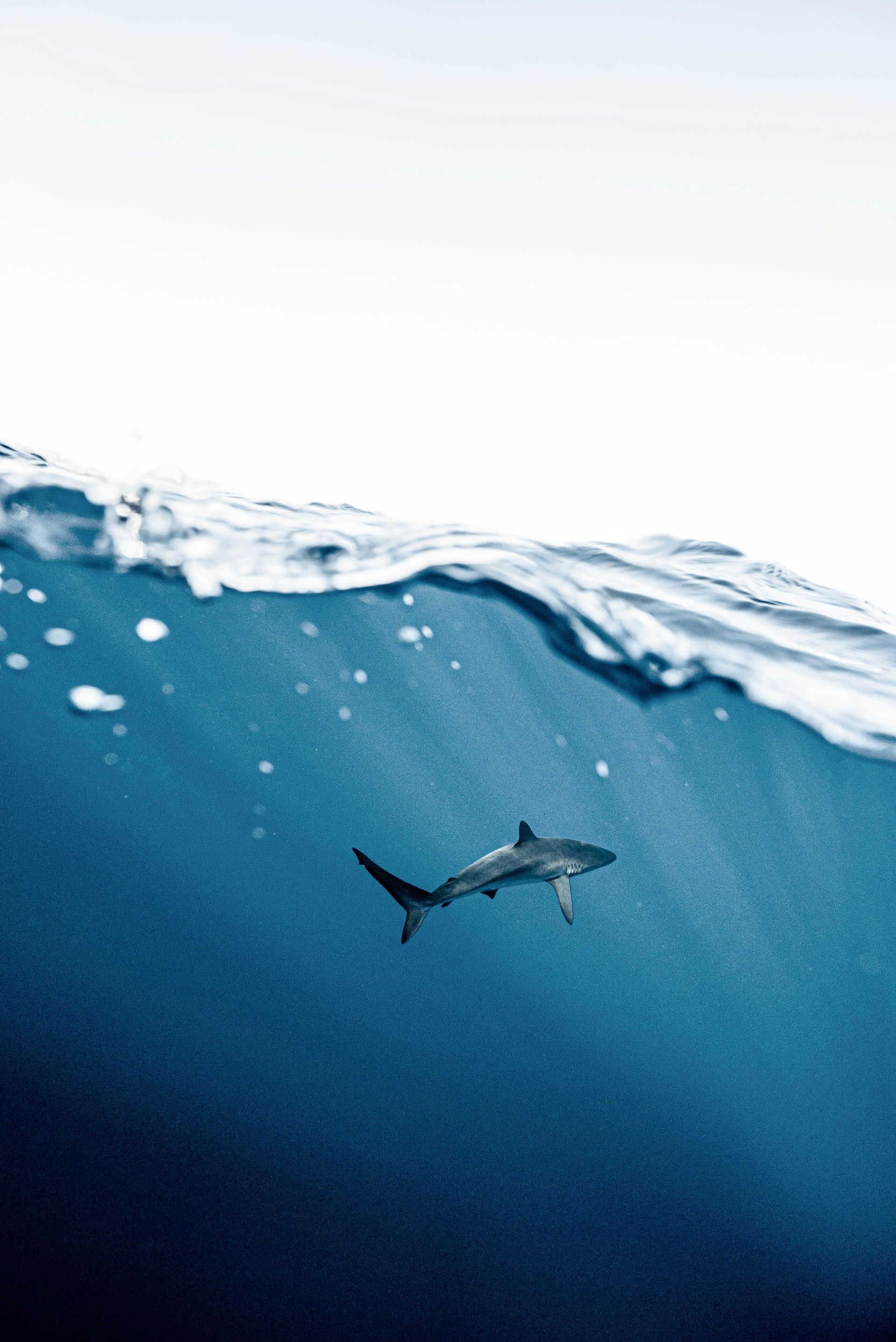 Holidays to Mexico - A shark is swimming in the ocean near the surface. Cabo San Lucan