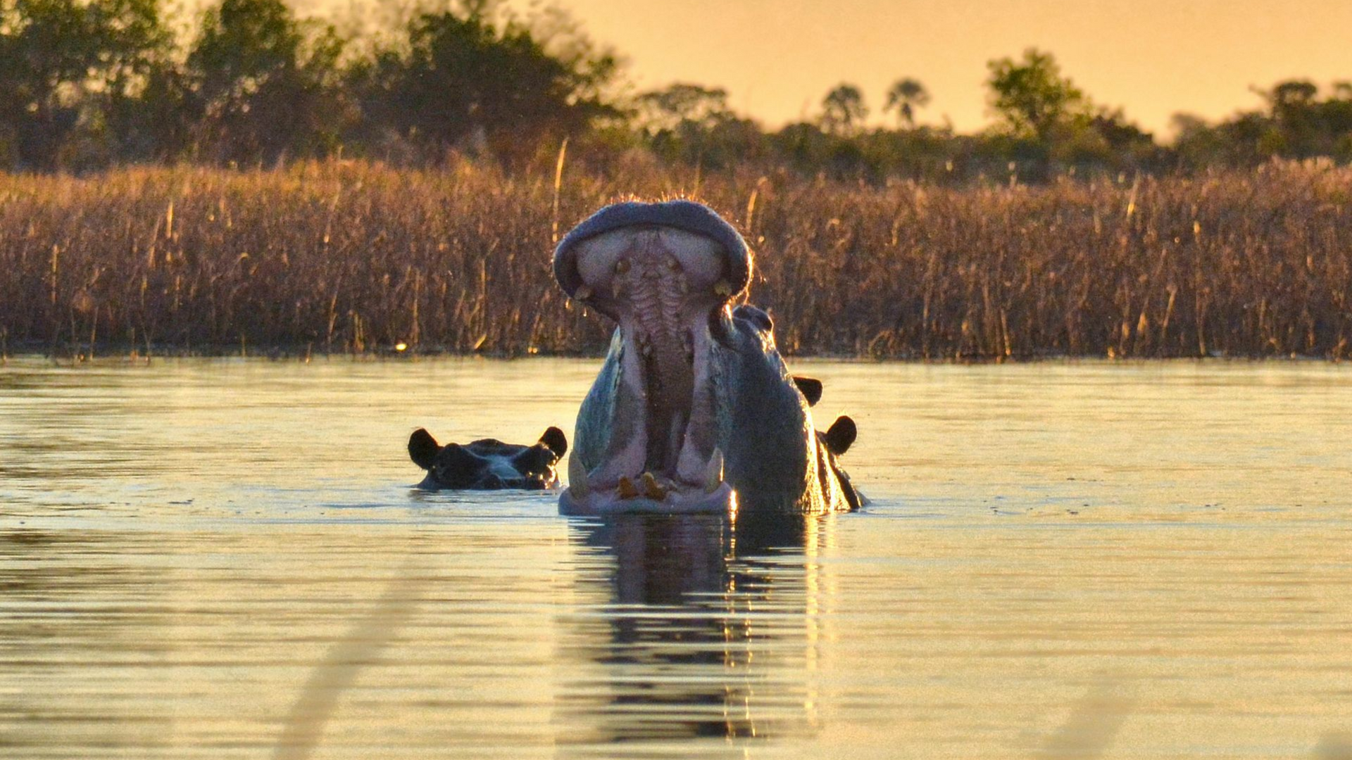 Okavango Delta & Moremi – Botswana’s Water Wilderness