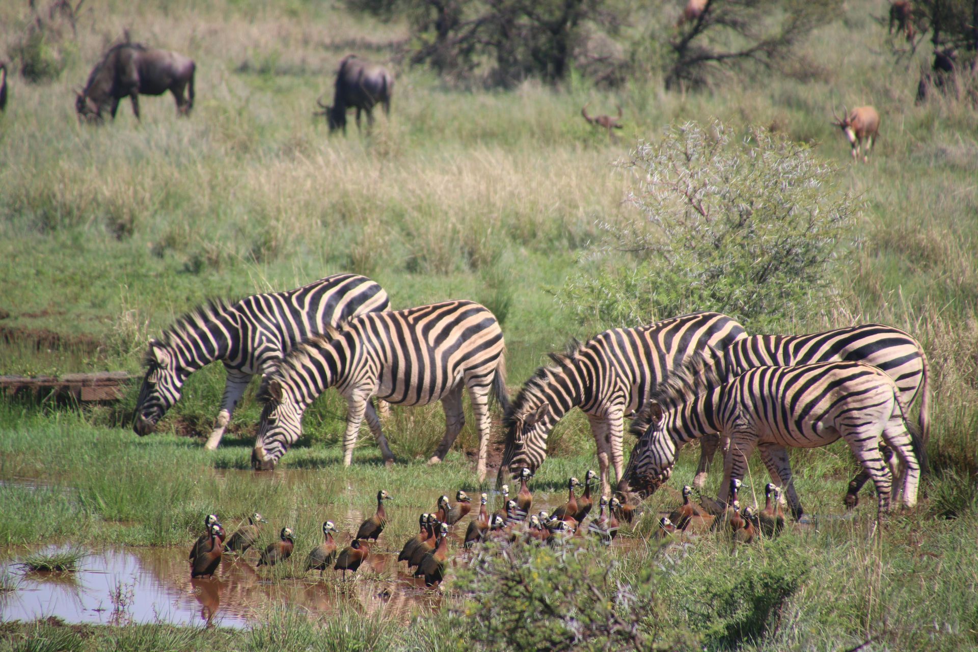 Serengeti / Masai Mara – The Great Migration (Tanzania / Kenya)