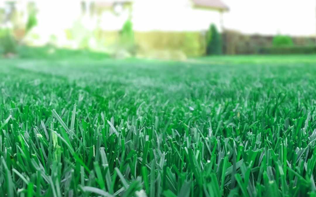 A close up of a lush green lawn with a house in the background.