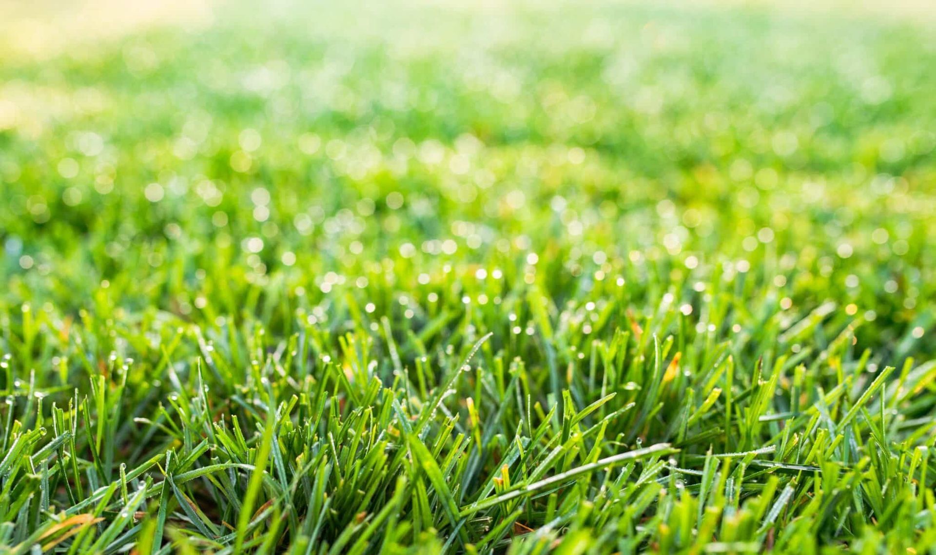 A close up of a lush green lawn with water drops on it.