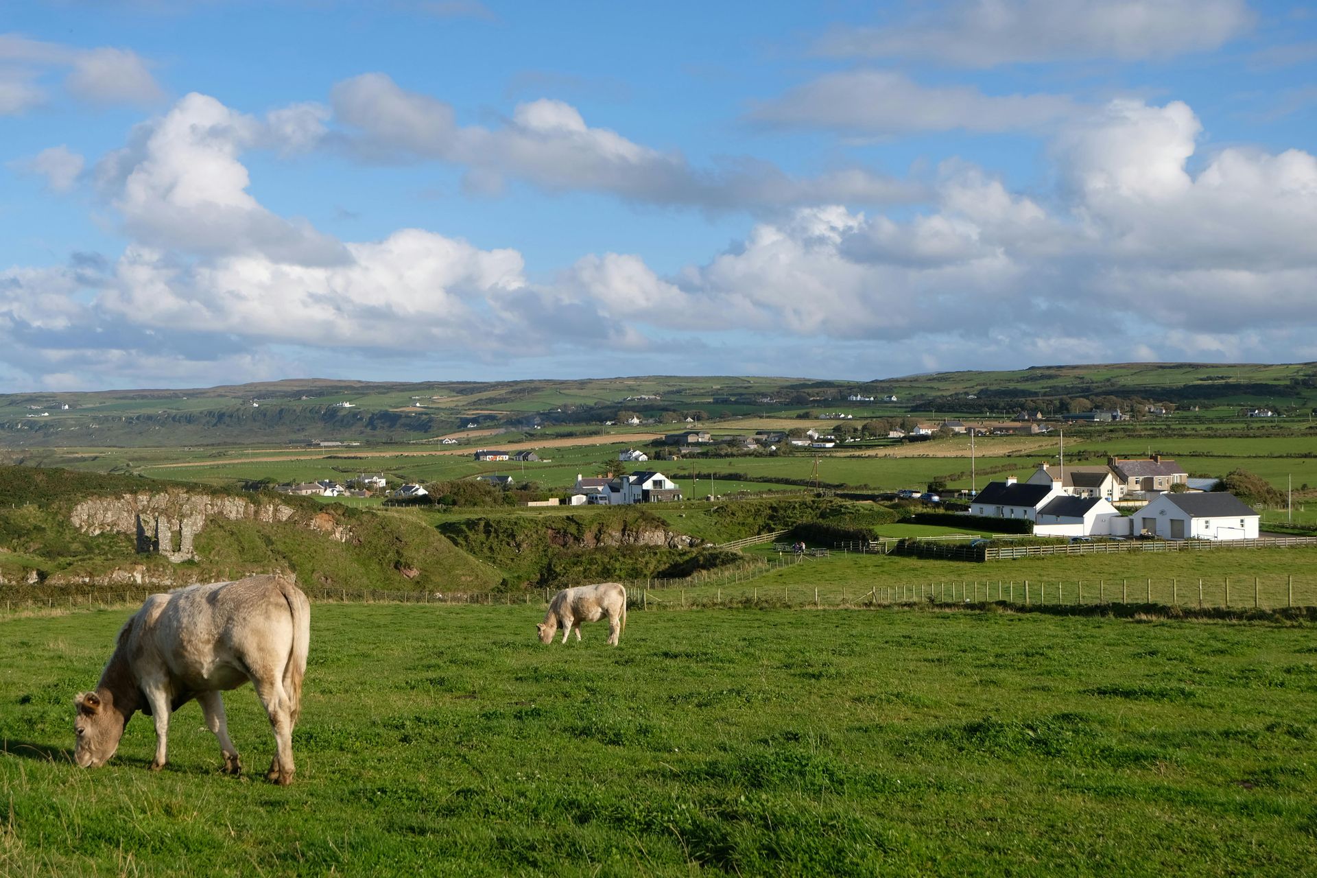 A cow is grazing in a grassy field with a village in the background.