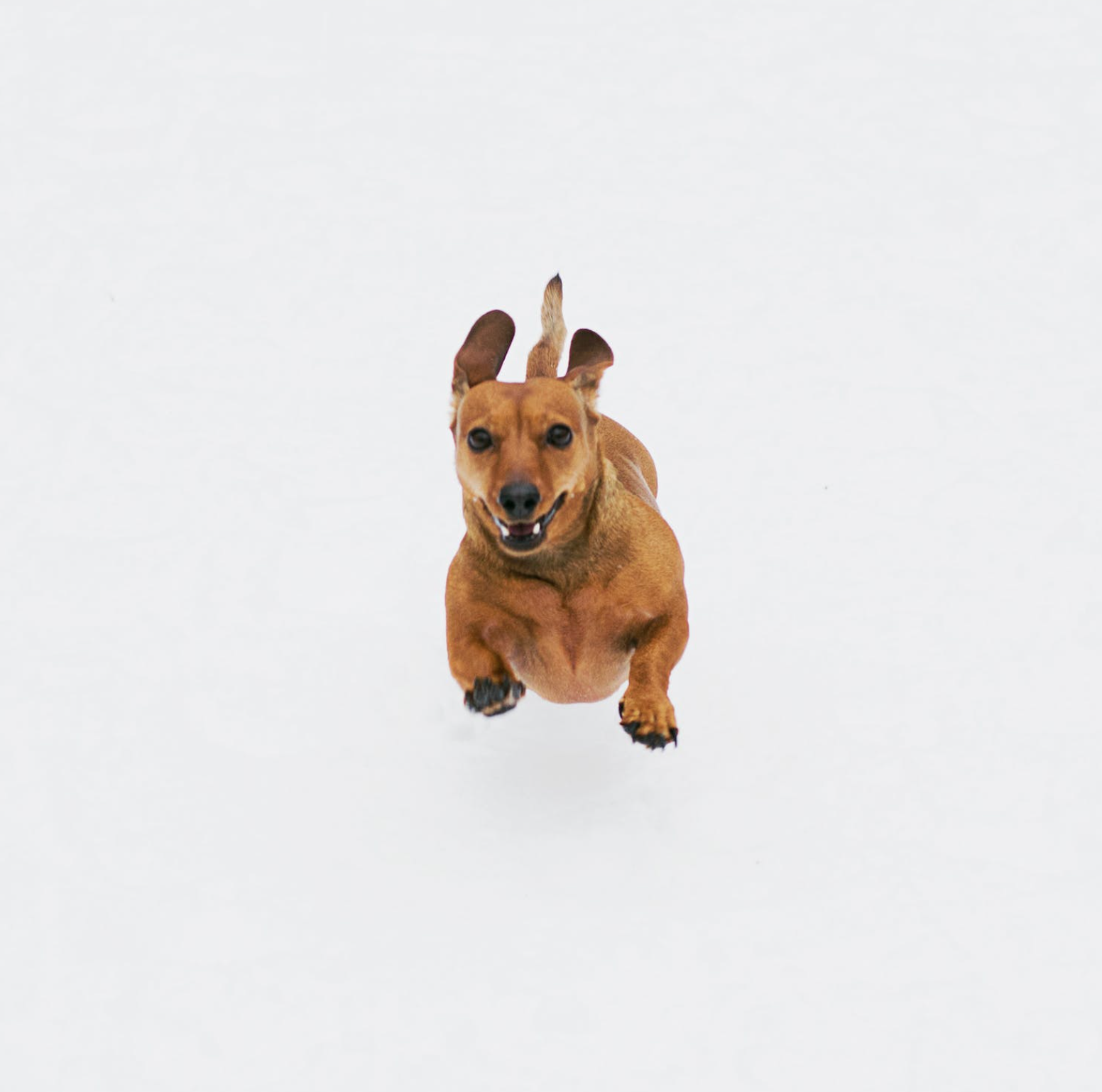 Unveiling the Adventurous History of Dachshunds: From Badger Hunters to ...