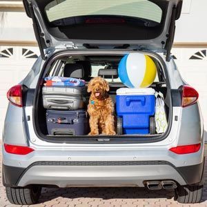 A golden dog sits in the open trunk of a silver SUV, packed with suitcases, a blue cooler, and a beach ball.