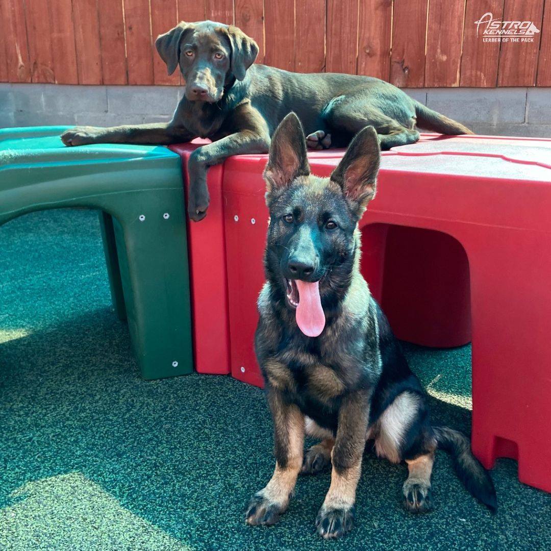 doggy-day-care-in-carol-stream-il-central-bark