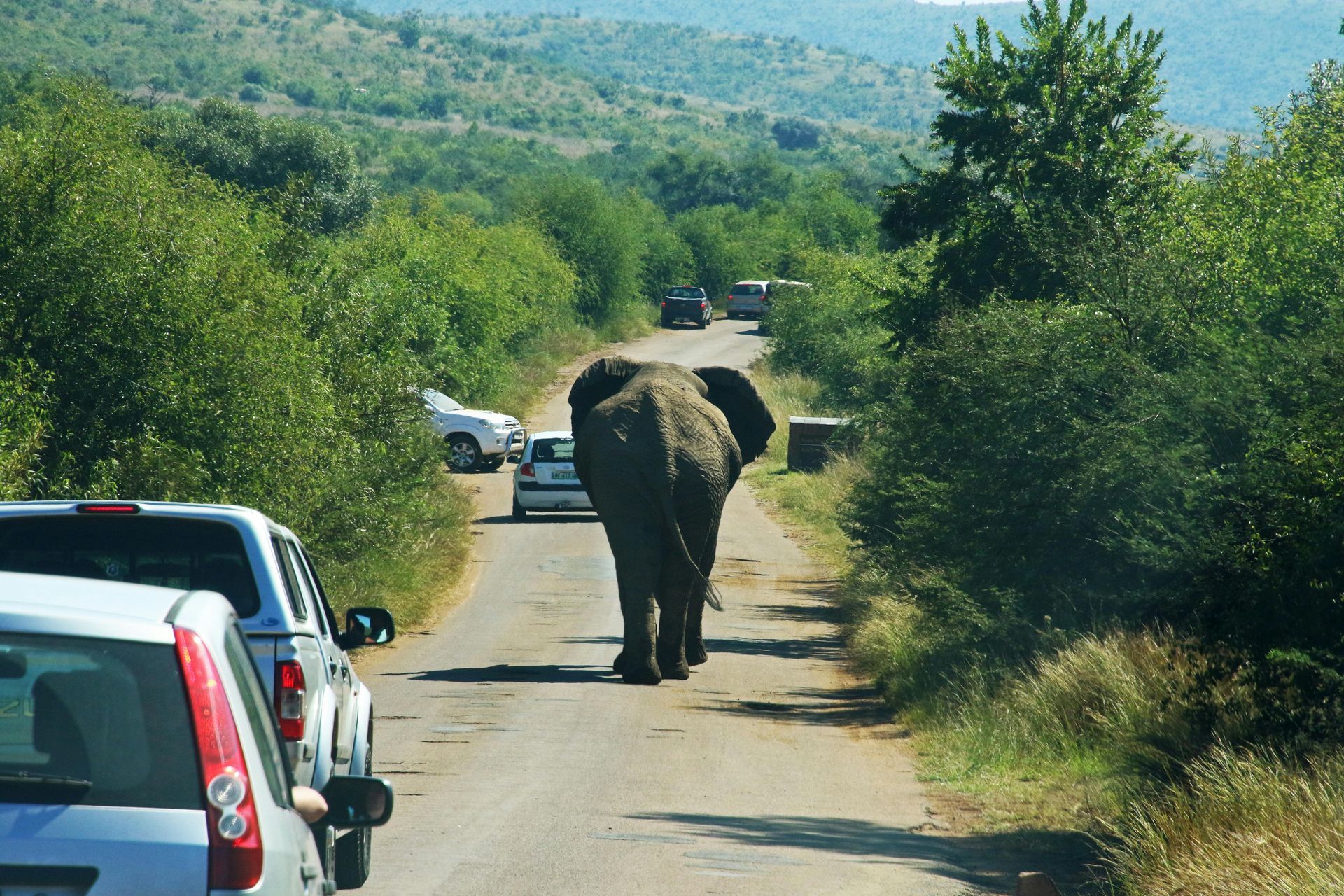 elephant crossing the road