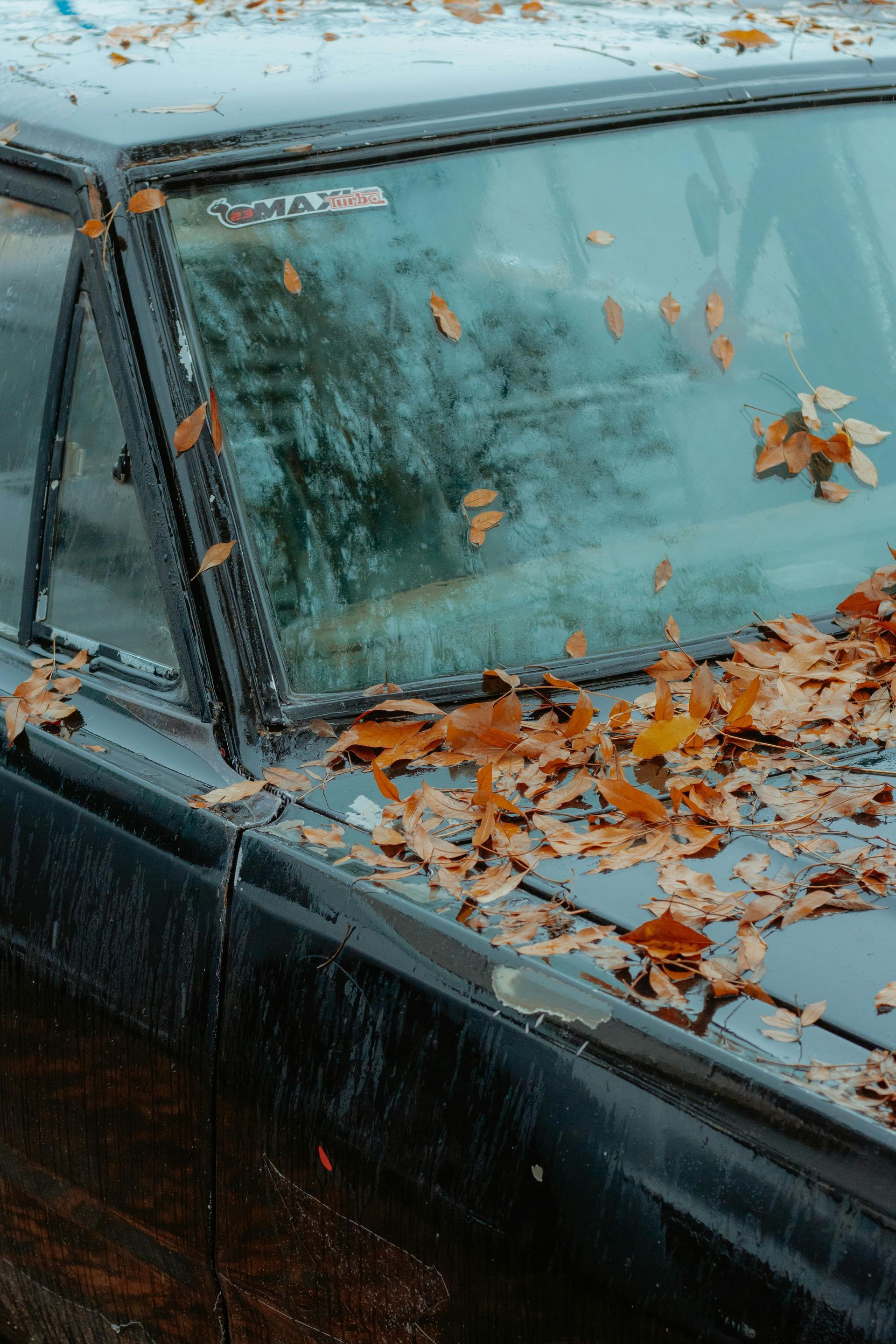 old car with fallen leaves on its trunk and a worn-out windshield