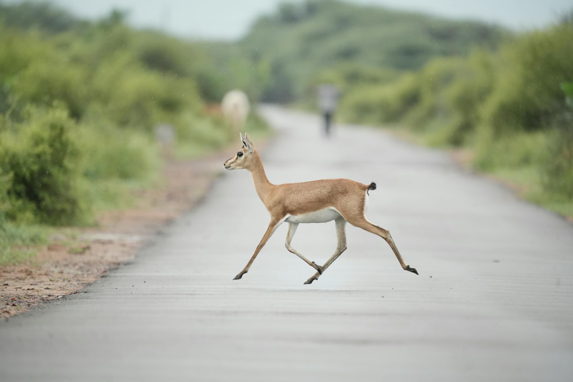 Deer swiftly crossing a road surrounded by greenery.