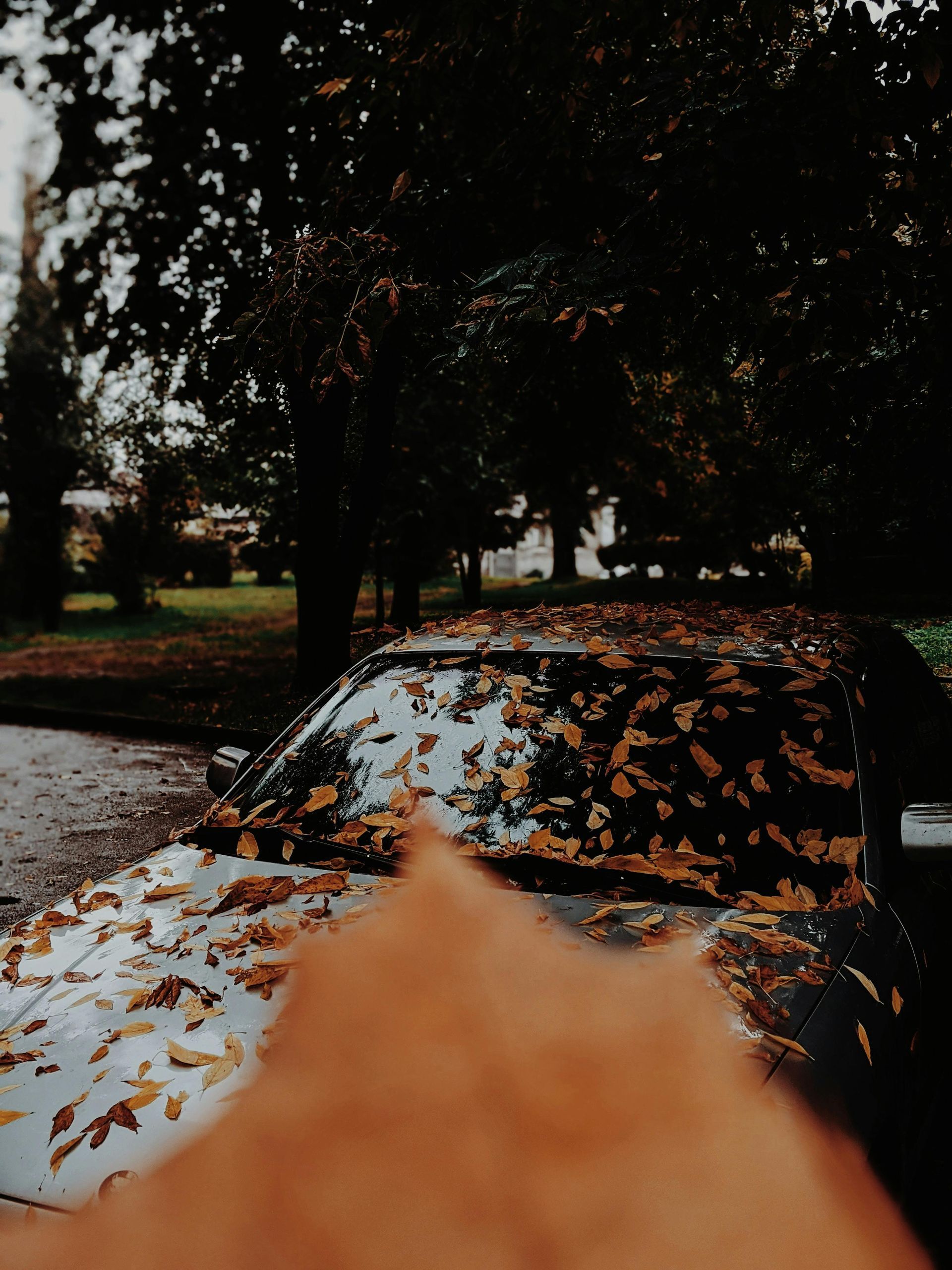 parked car covered in fallen leaves