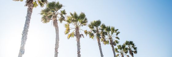 Palm trees in Southern California