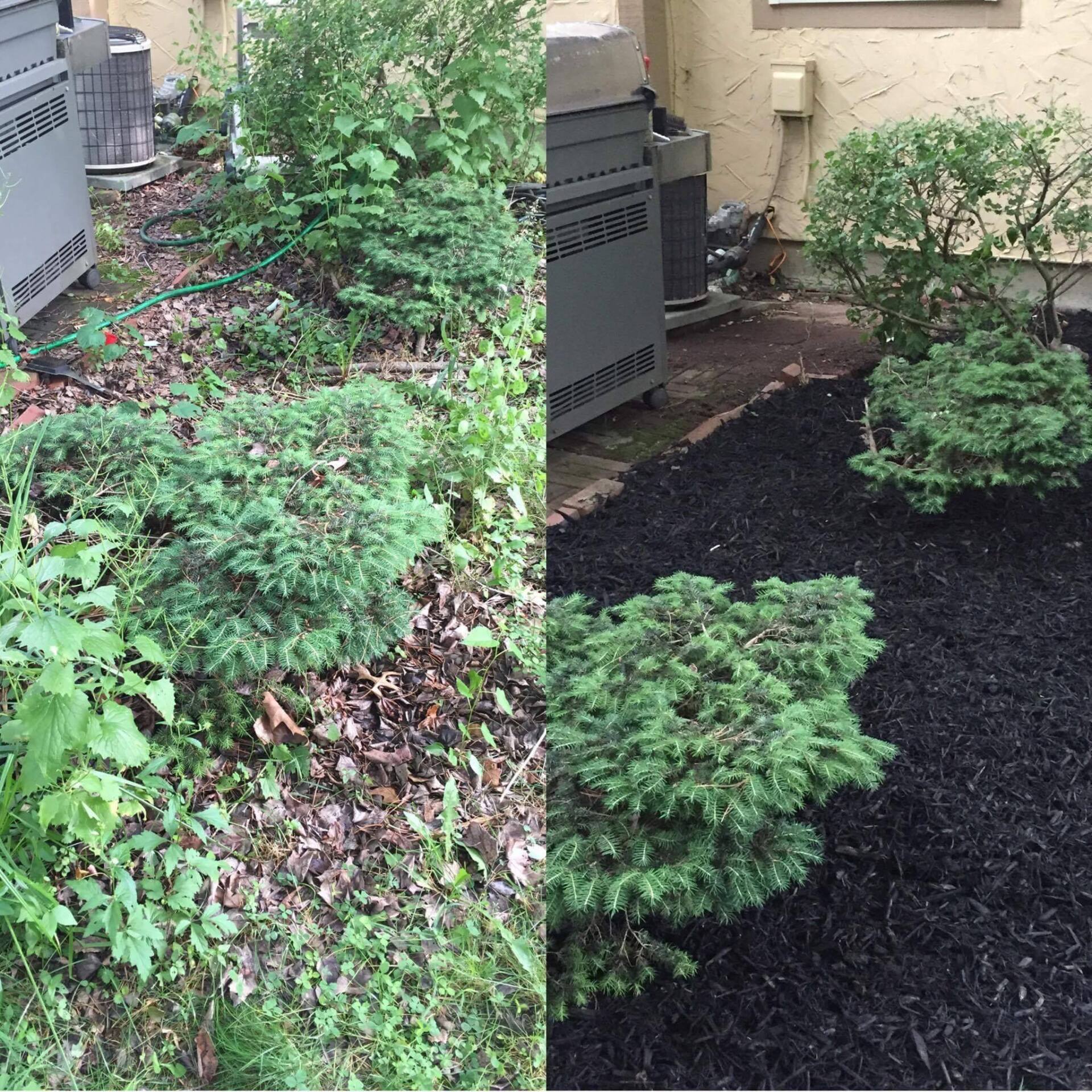 Before & After Tree Services — Columbus, OH — A Woman’s Touch Tree Care